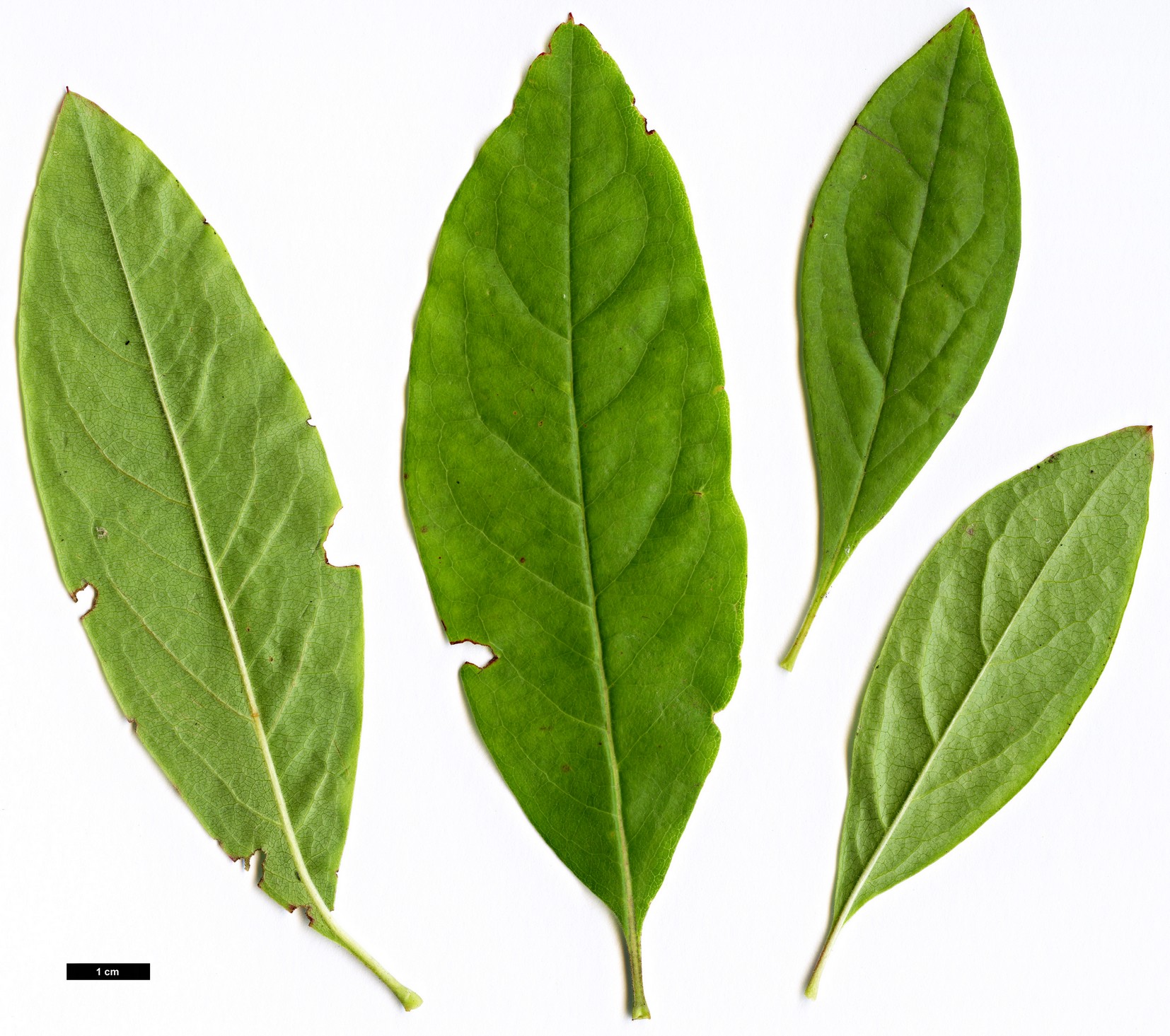 High resolution image: Family: Ericaceae - Genus: Elliottia - Taxon: racemosa