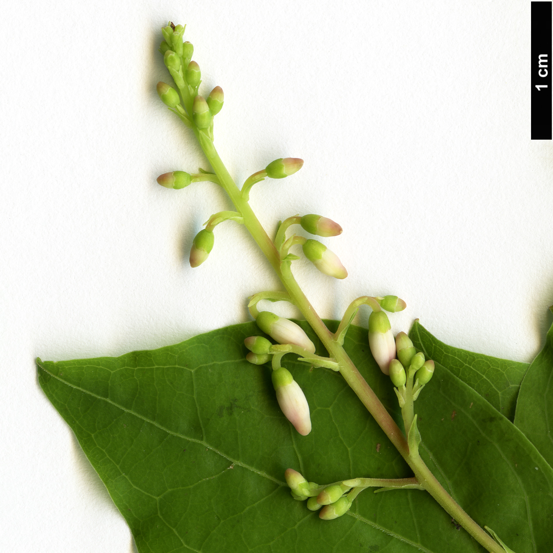 High resolution image: Family: Ericaceae - Genus: Ellliottia - Taxon: paniculata