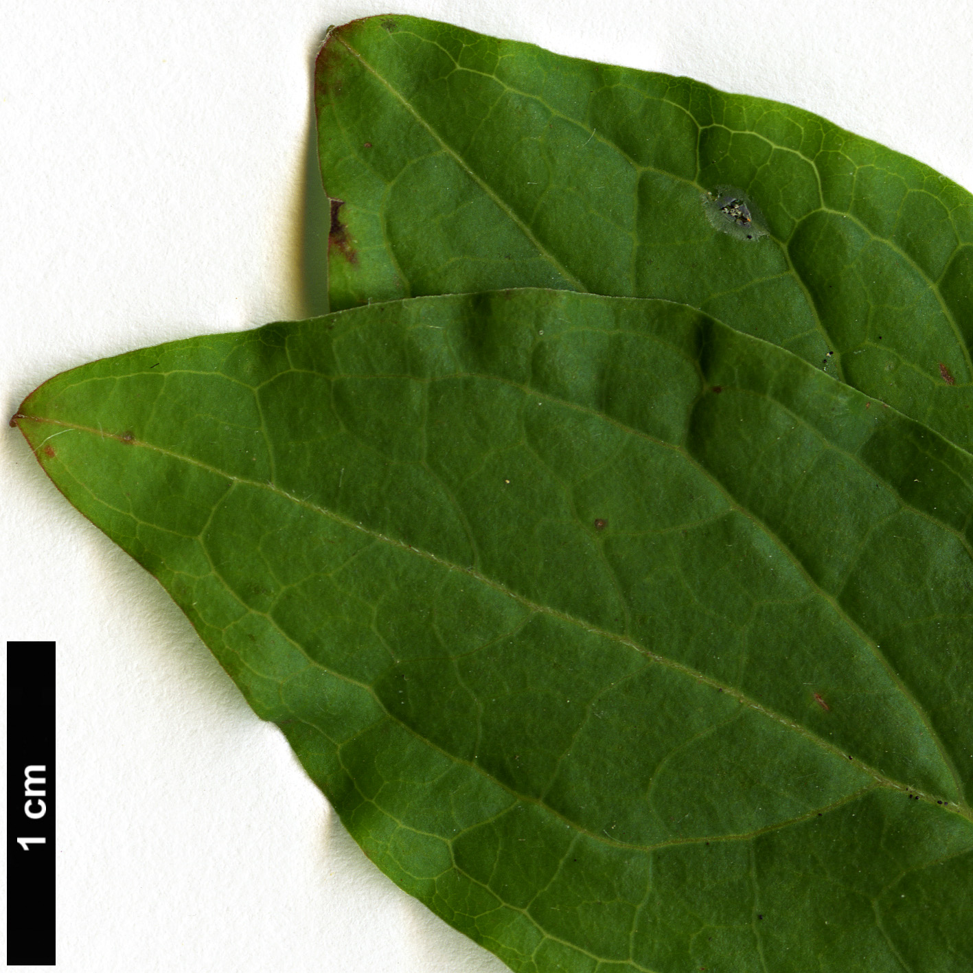 High resolution image: Family: Ericaceae - Genus: Ellliottia - Taxon: paniculata