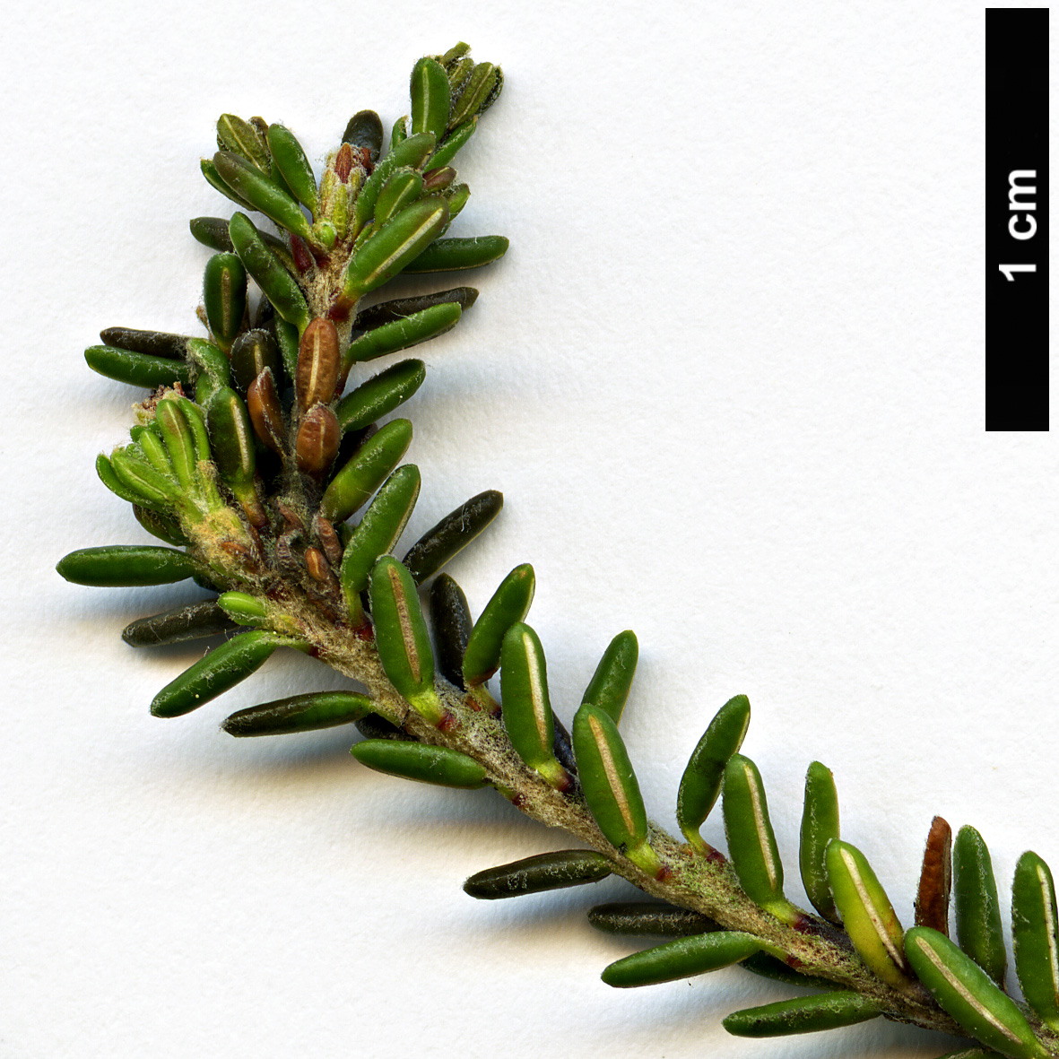 High resolution image: Family: Ericaceae - Genus: Empetrum - Taxon: eamesii