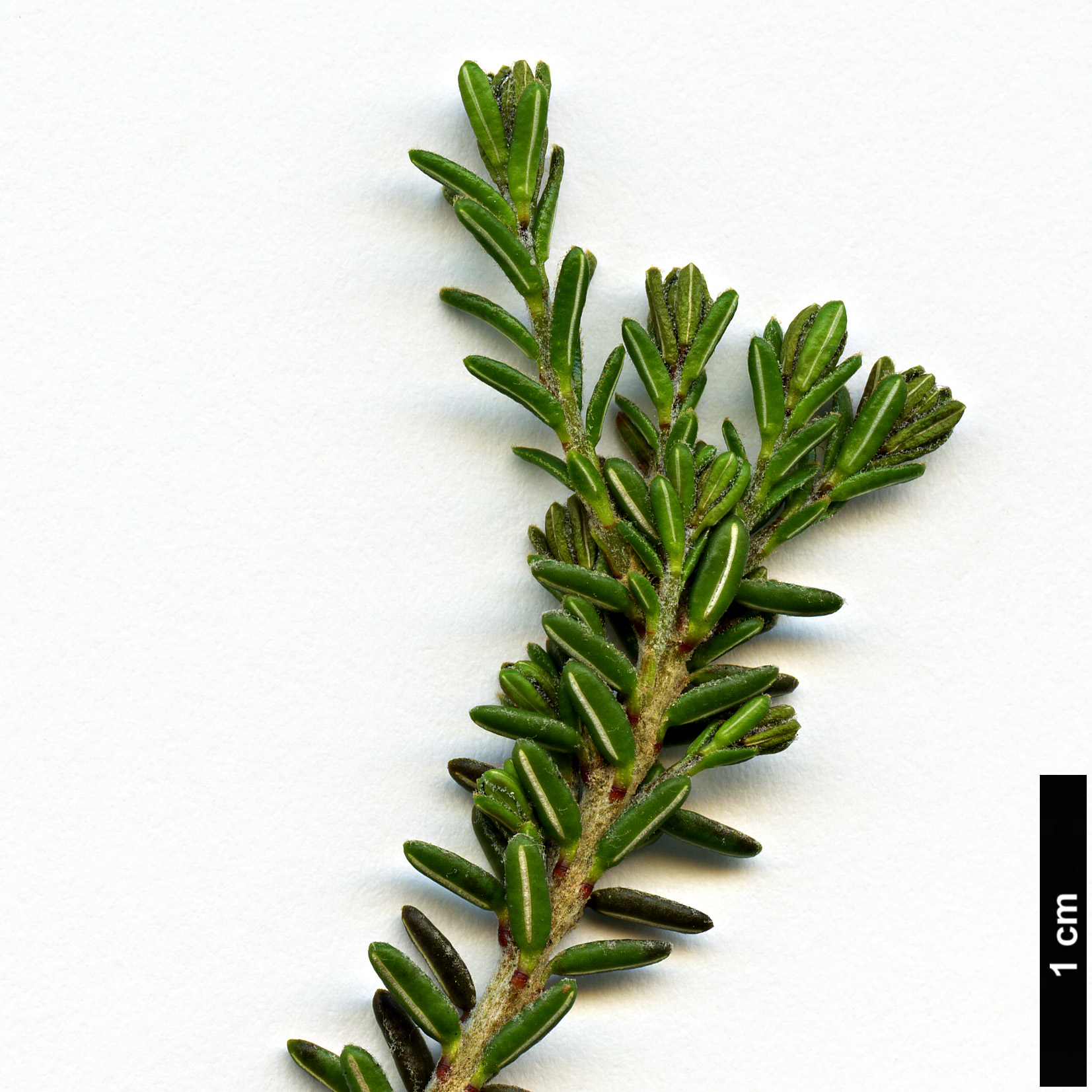 High resolution image: Family: Ericaceae - Genus: Empetrum - Taxon: eamesii