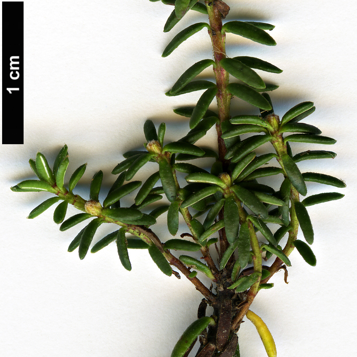High resolution image: Family: Ericaceae - Genus: Empetrum - Taxon: nigrum