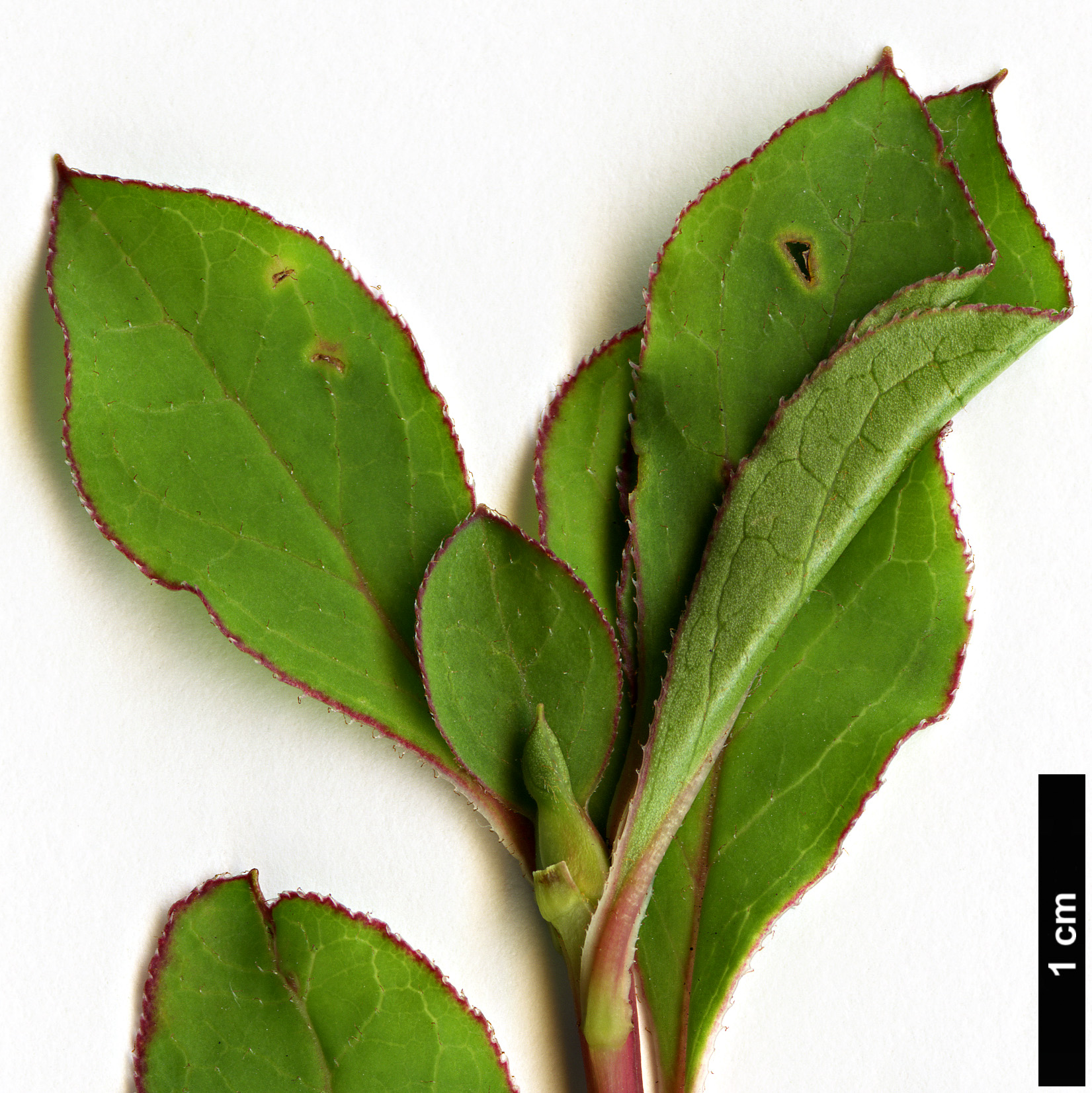 High resolution image: Family: Ericaceae - Genus: Enkianthus - Taxon: campanulatus