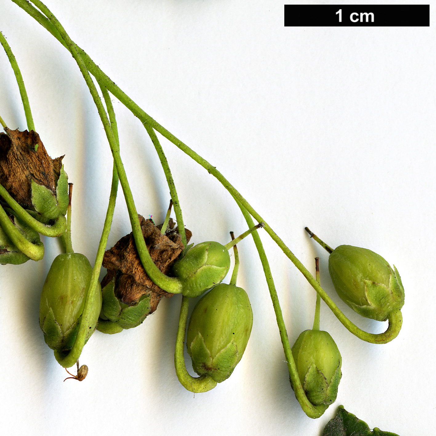 High resolution image: Family: Ericaceae - Genus: Enkianthus - Taxon: chinensis