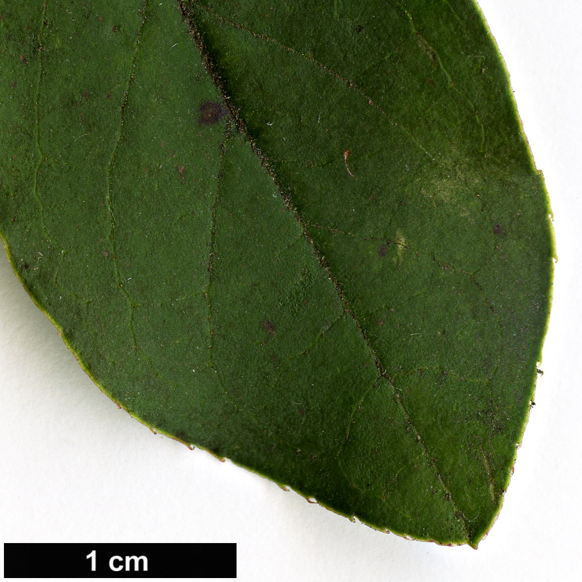 High resolution image: Family: Ericaceae - Genus: Enkianthus - Taxon: deflexus