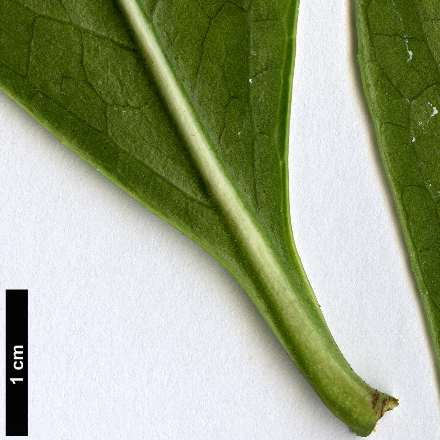 High resolution image: Family: Ericaceae - Genus: Enkianthus - Taxon: quinqueflorus