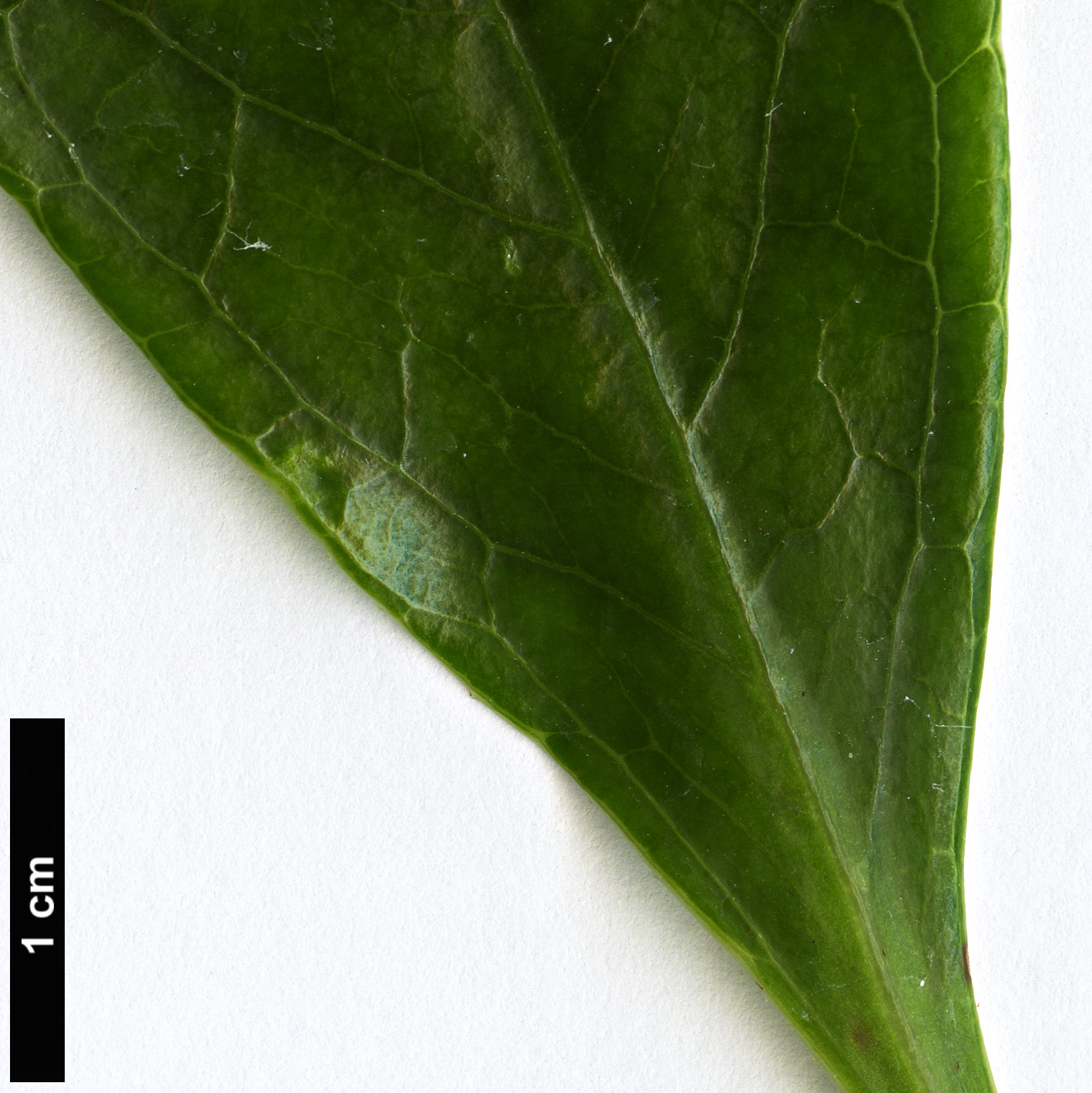 High resolution image: Family: Ericaceae - Genus: Enkianthus - Taxon: quinqueflorus