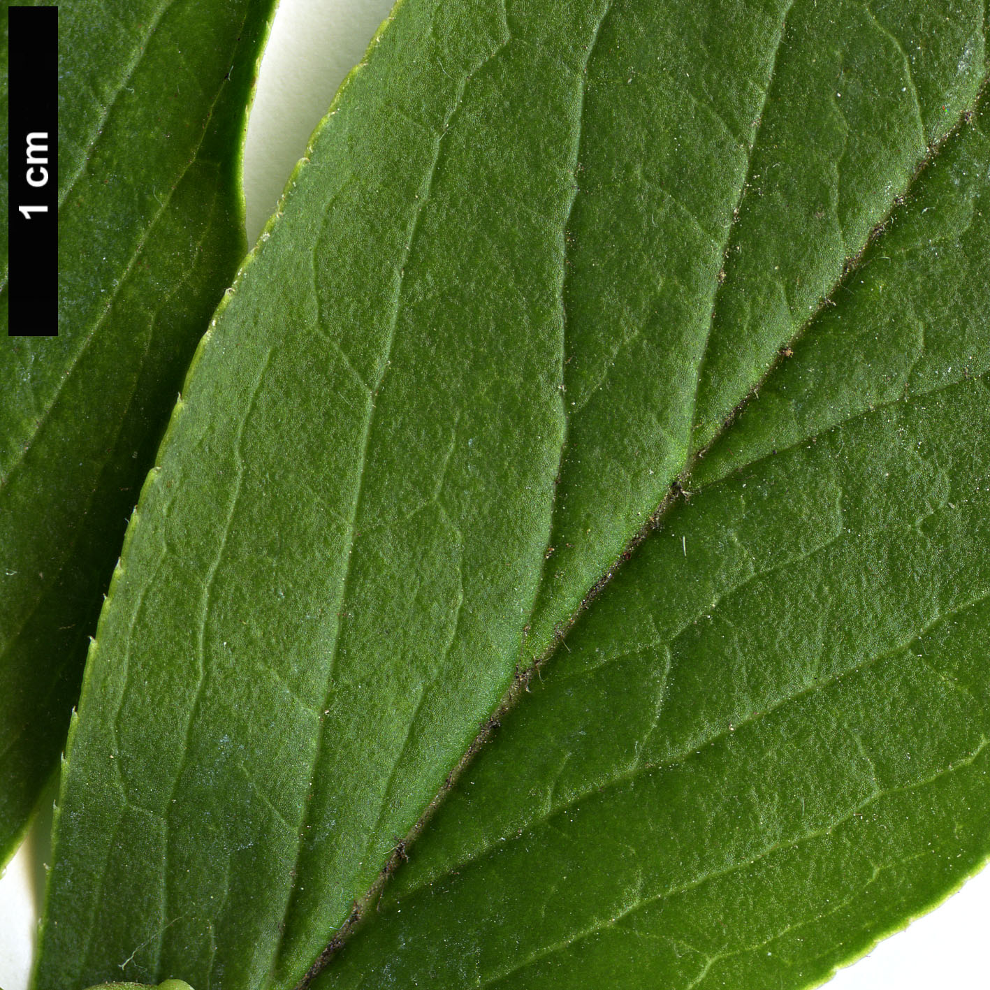 High resolution image: Family: Ericaceae - Genus: Enkianthus - Taxon: sikokianus