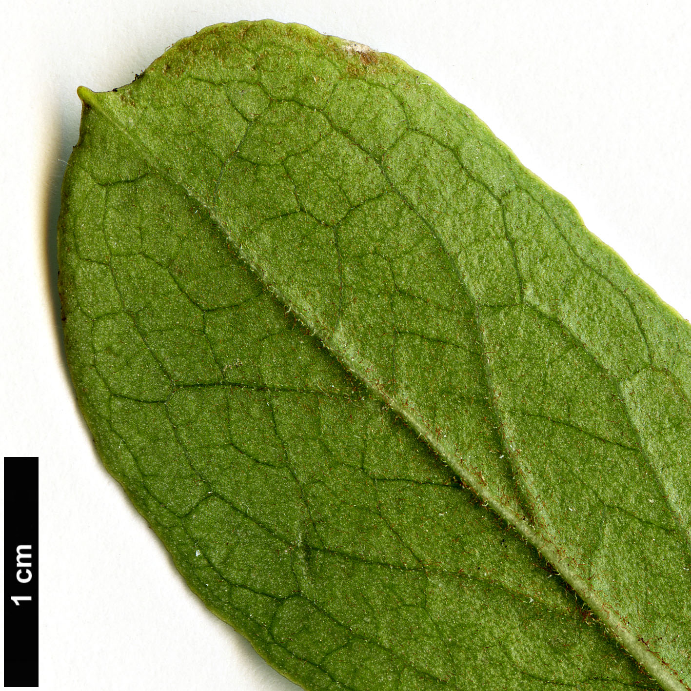 High resolution image: Family: Ericaceae - Genus: Enkianthus - Taxon: sikokianus