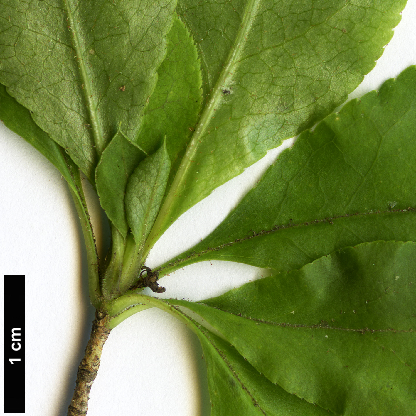 High resolution image: Family: Ericaceae - Genus: Enkianthus - Taxon: subsessilis