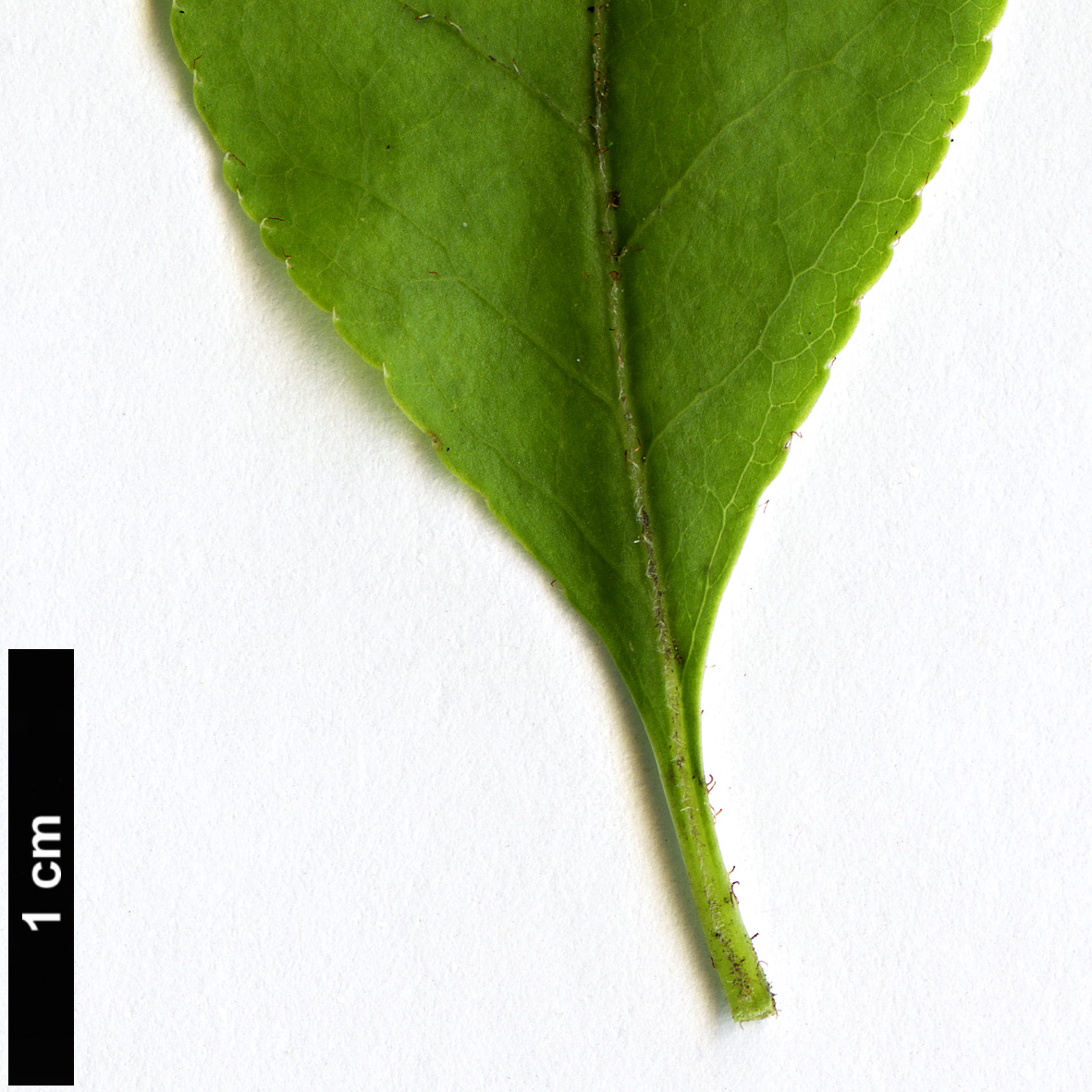 High resolution image: Family: Ericaceae - Genus: Enkianthus - Taxon: subsessilis