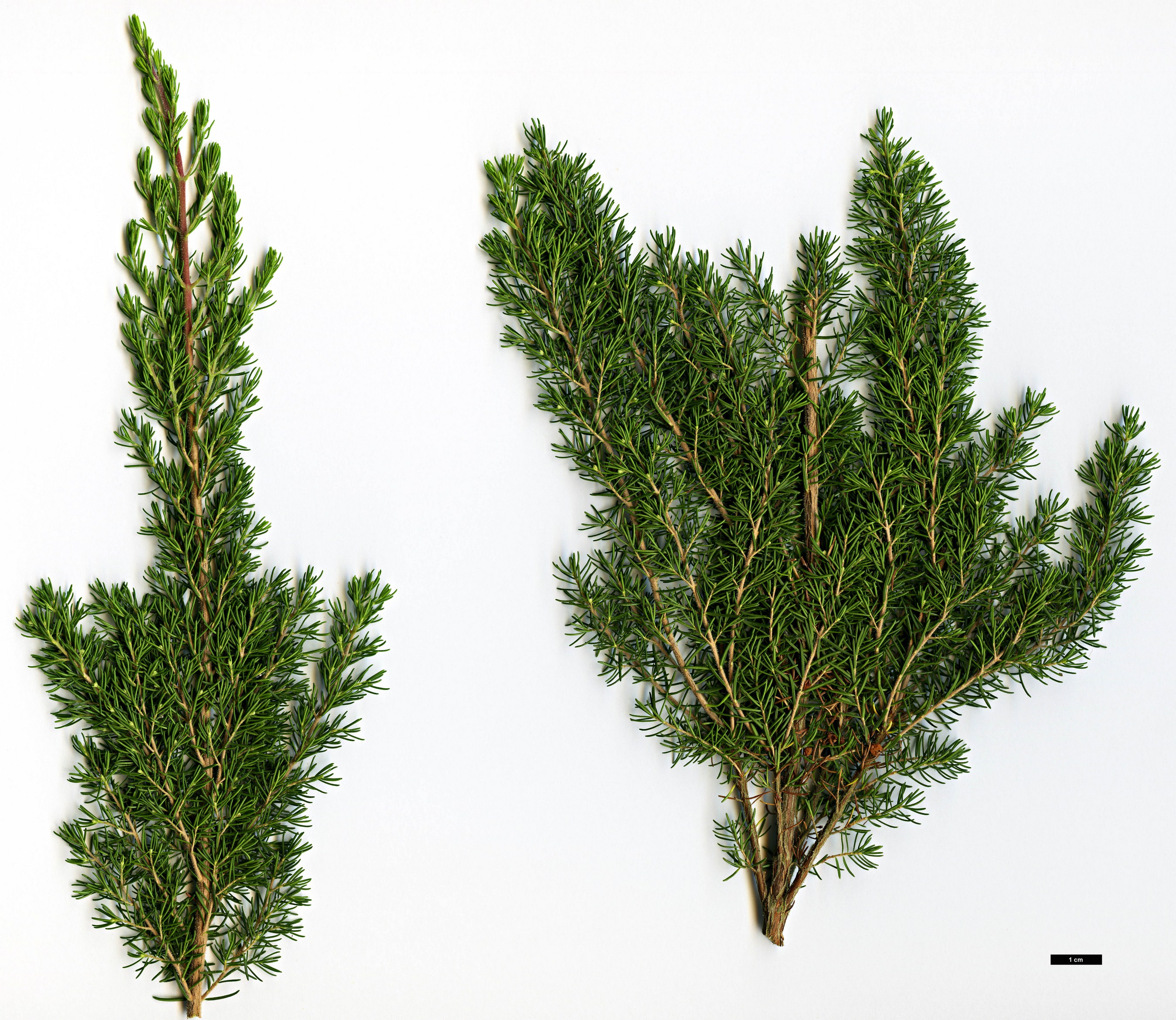 High resolution image: Family: Ericaceae - Genus: Erica - Taxon: arborea