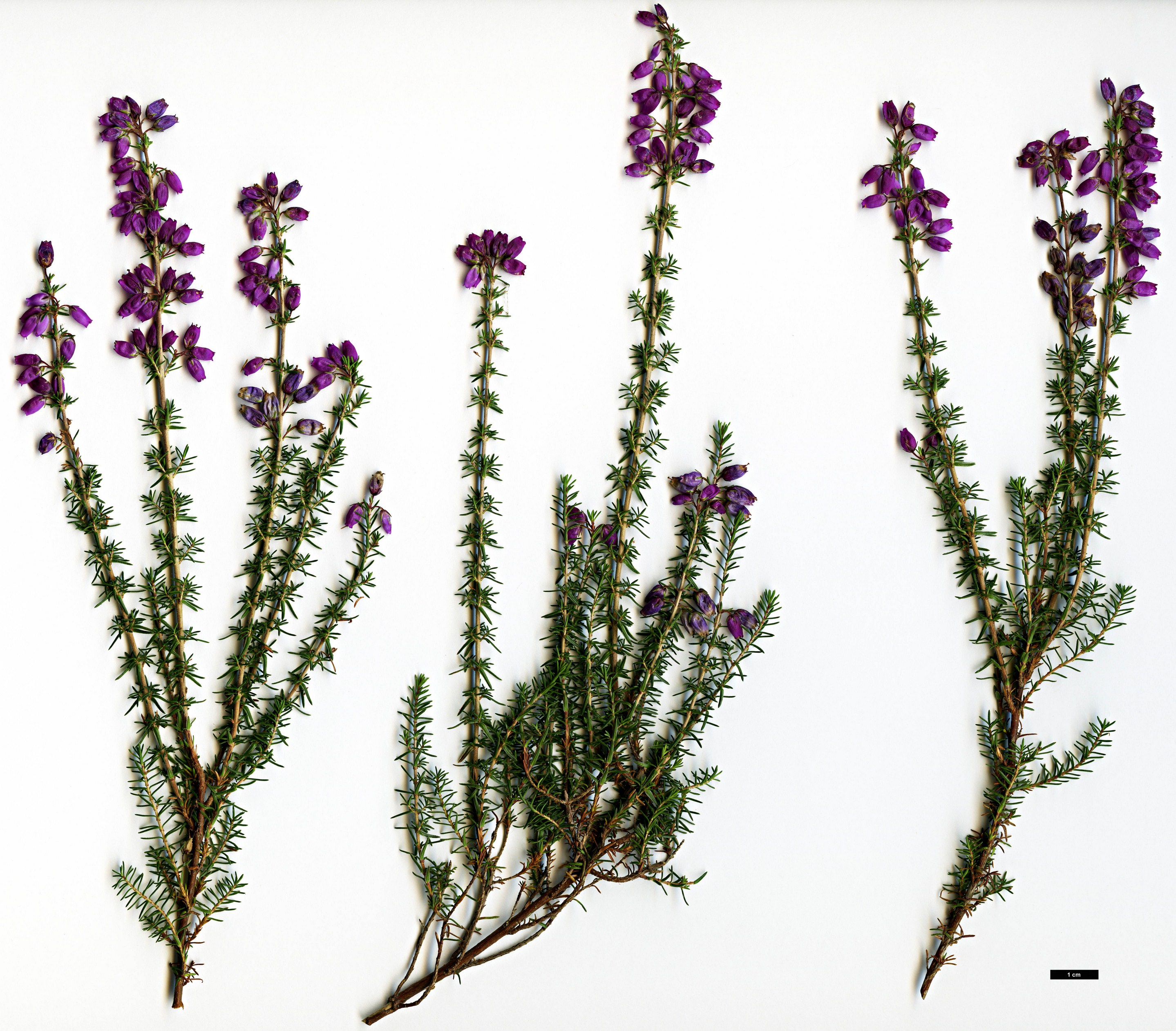 High resolution image: Family: Ericaceae - Genus: Erica - Taxon: cinerea