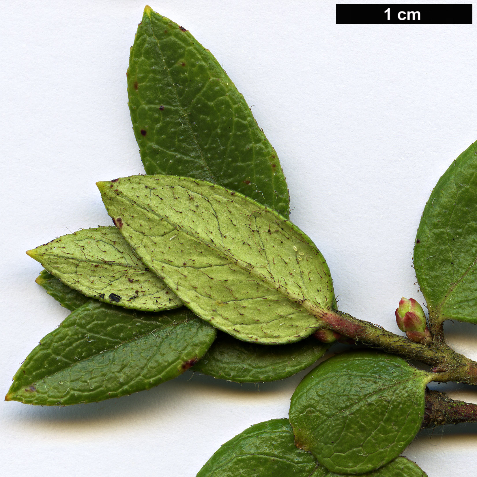 High resolution image: Family: Ericaceae - Genus: Gaultheria - Taxon: insana
