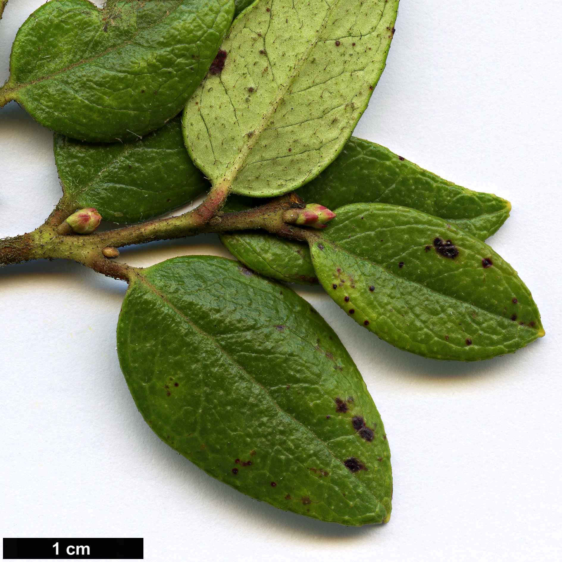High resolution image: Family: Ericaceae - Genus: Gaultheria - Taxon: insana