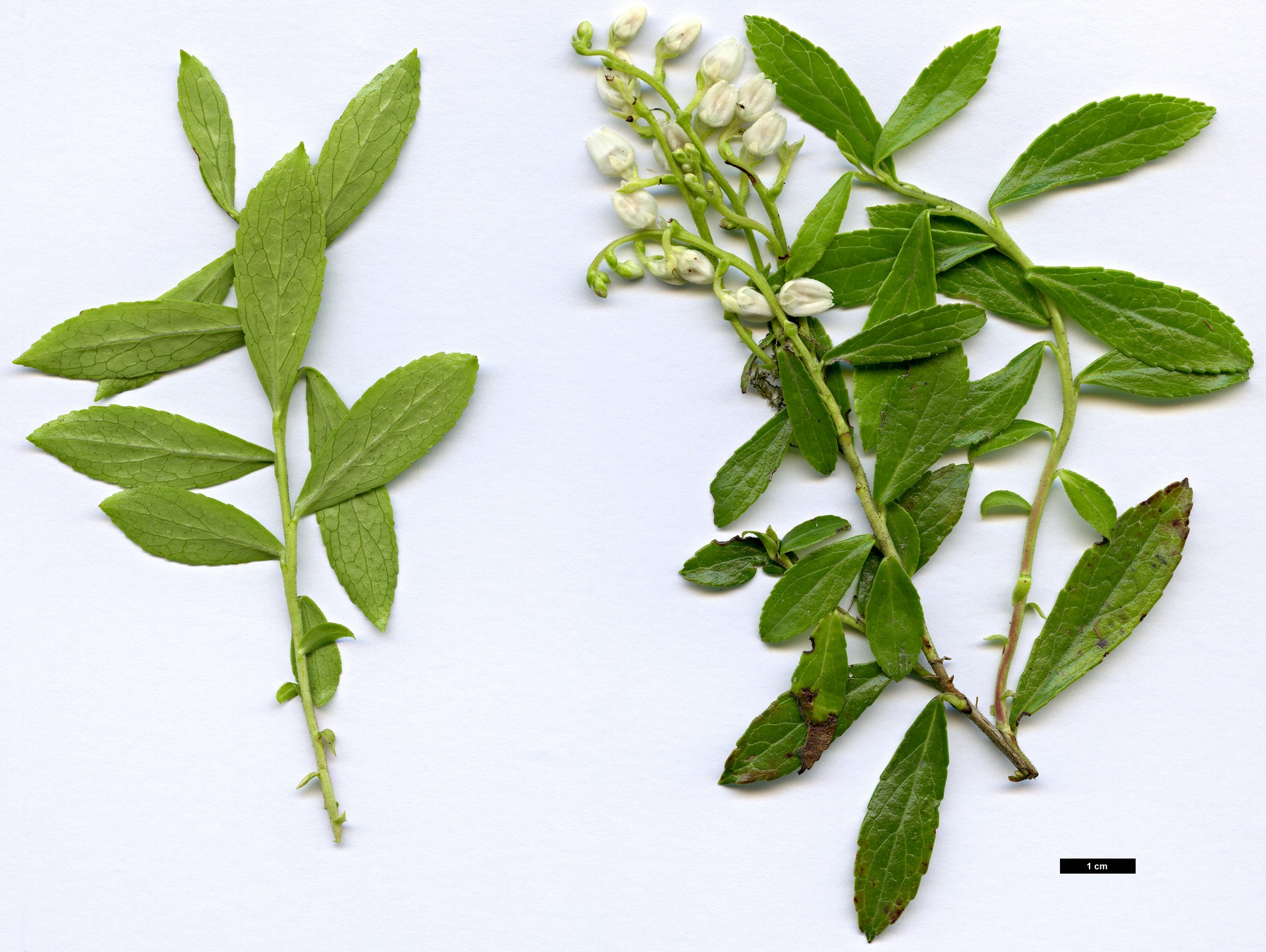 High resolution image: Family: Ericaceae - Genus: Gaultheria - Taxon: miqueliana