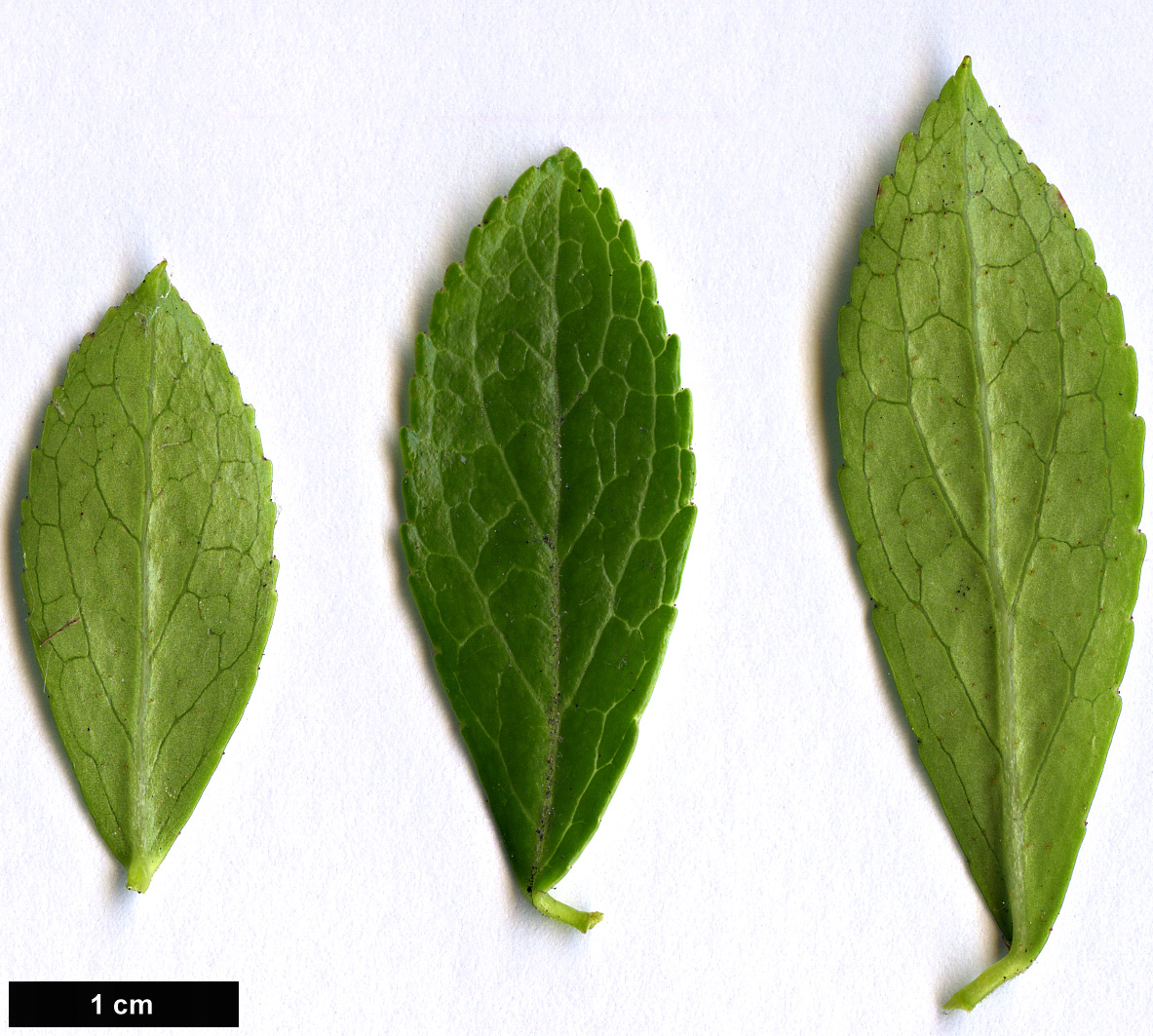 High resolution image: Family: Ericaceae - Genus: Gaultheria - Taxon: miqueliana