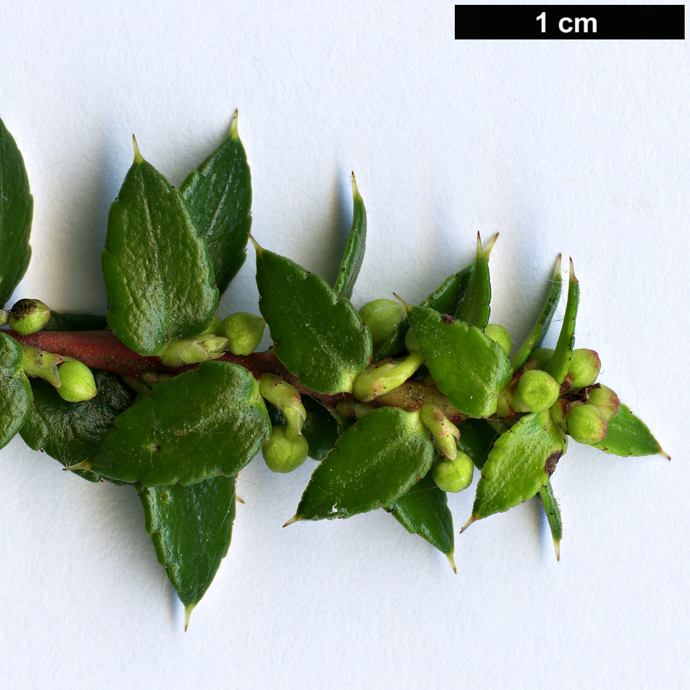 High resolution image: Family: Ericaceae - Genus: Gaultheria - Taxon: mucronata