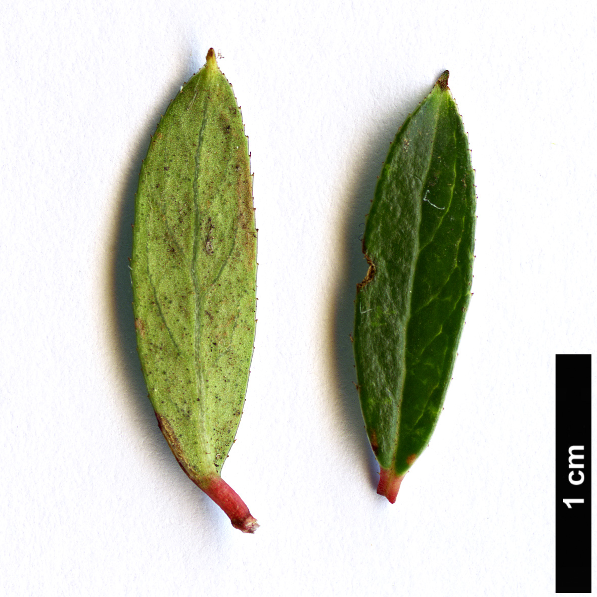 High resolution image: Family: Ericaceae - Genus: Gaultheria - Taxon: myrsinoides