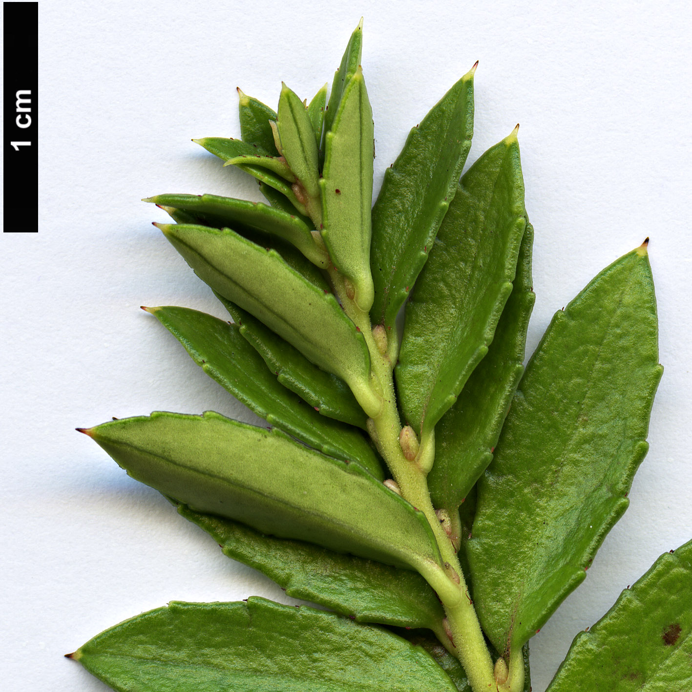 High resolution image: Family: Ericaceae - Genus: Gaultheria - Taxon: poeppigii