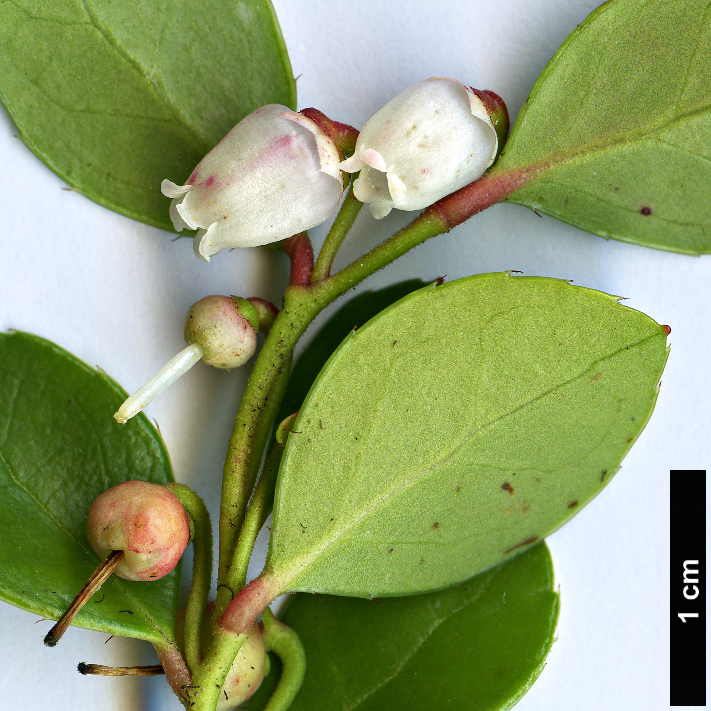 High resolution image: Family: Ericaceae - Genus: Gaultheria - Taxon: procumbens