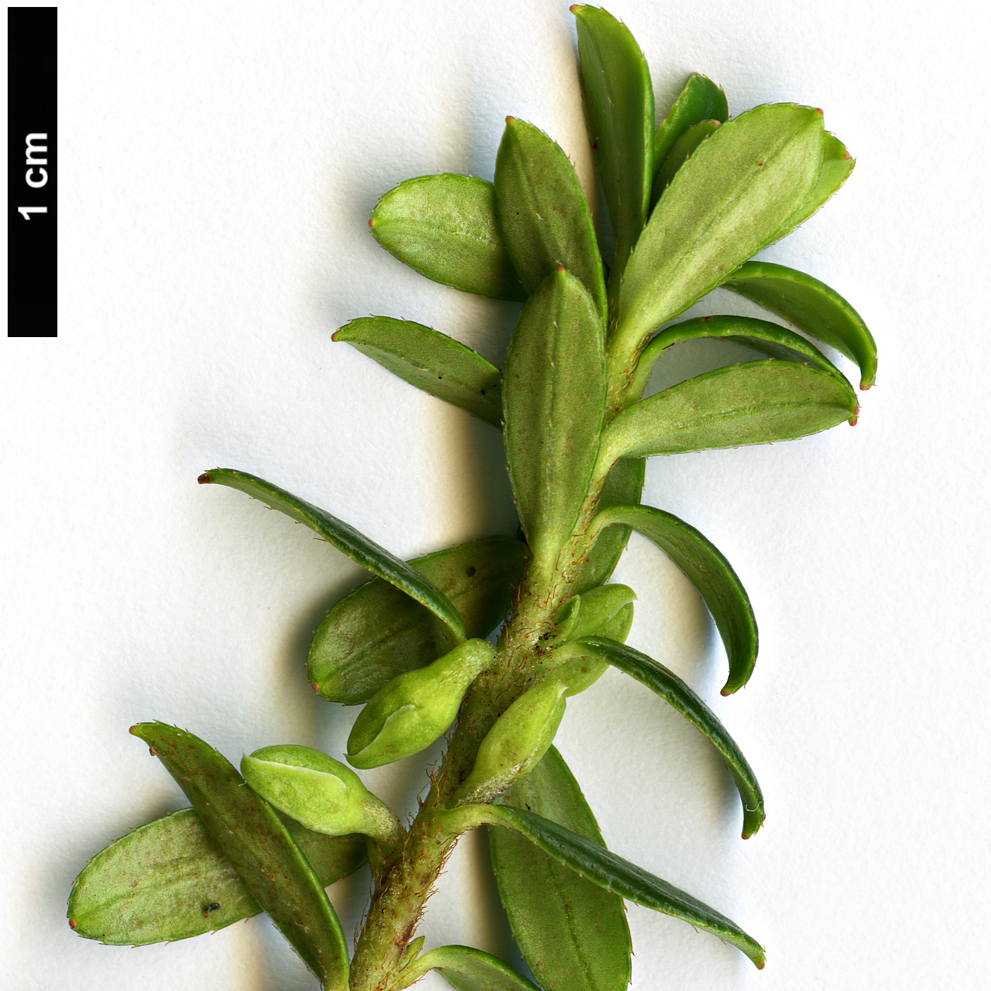High resolution image: Family: Ericaceae - Genus: Gaultheria - Taxon: sinensis