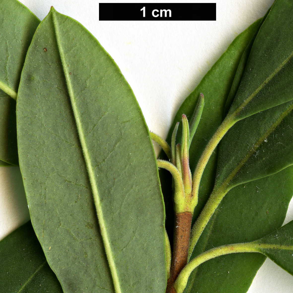 High resolution image: Family: Ericaceae - Genus: Kalmia - Taxon: angustifolia