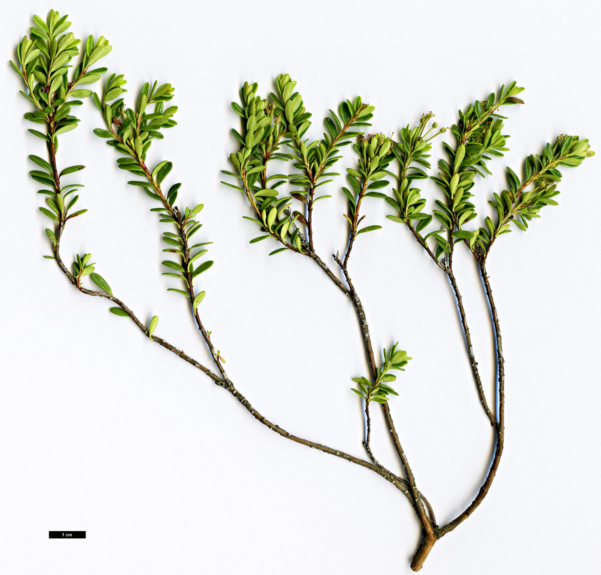 High resolution image: Family: Ericaceae - Genus: Kalmia - Taxon: buxifolia