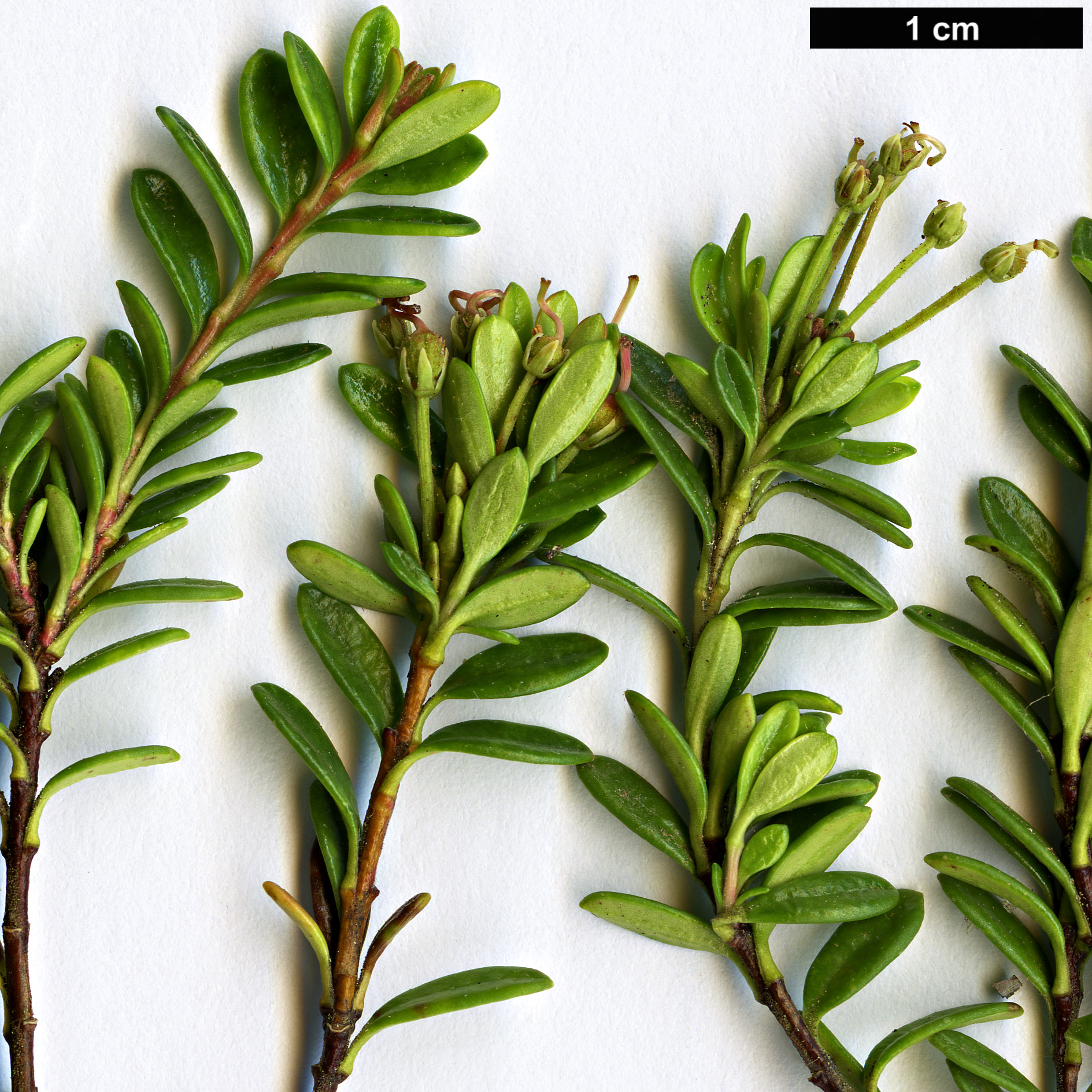High resolution image: Family: Ericaceae - Genus: Kalmia - Taxon: buxifolia