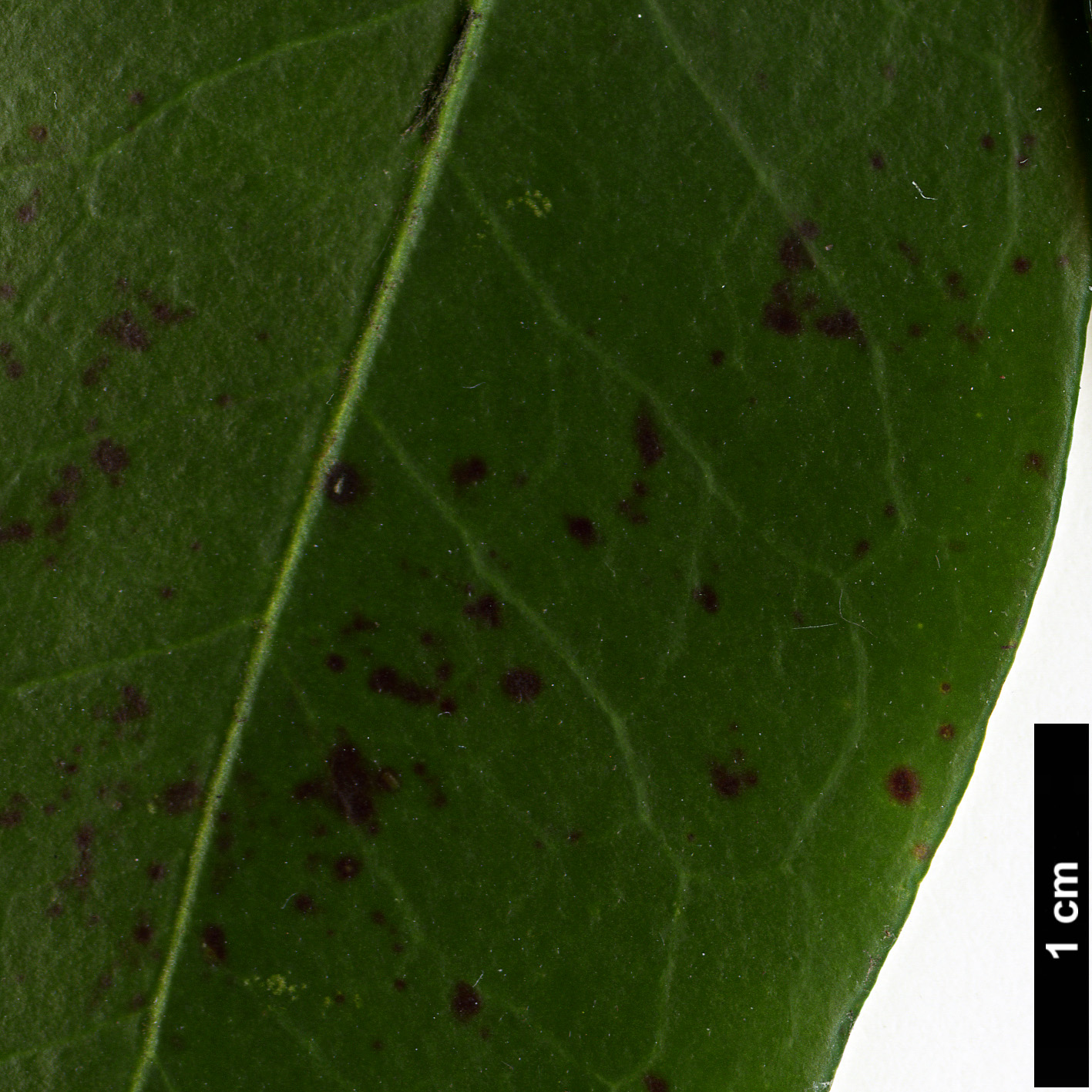 High resolution image: Family: Ericaceae - Genus: Kalmia - Taxon: latifolia