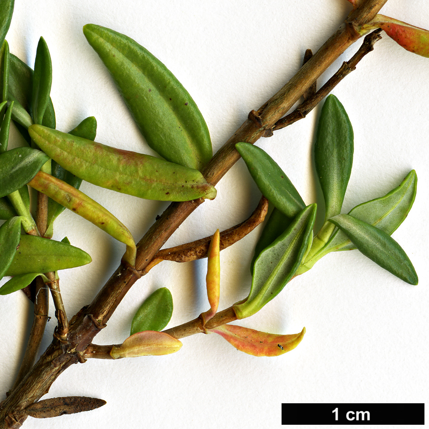 High resolution image: Family: Ericaceae - Genus: Kalmia - Taxon: microphylla
