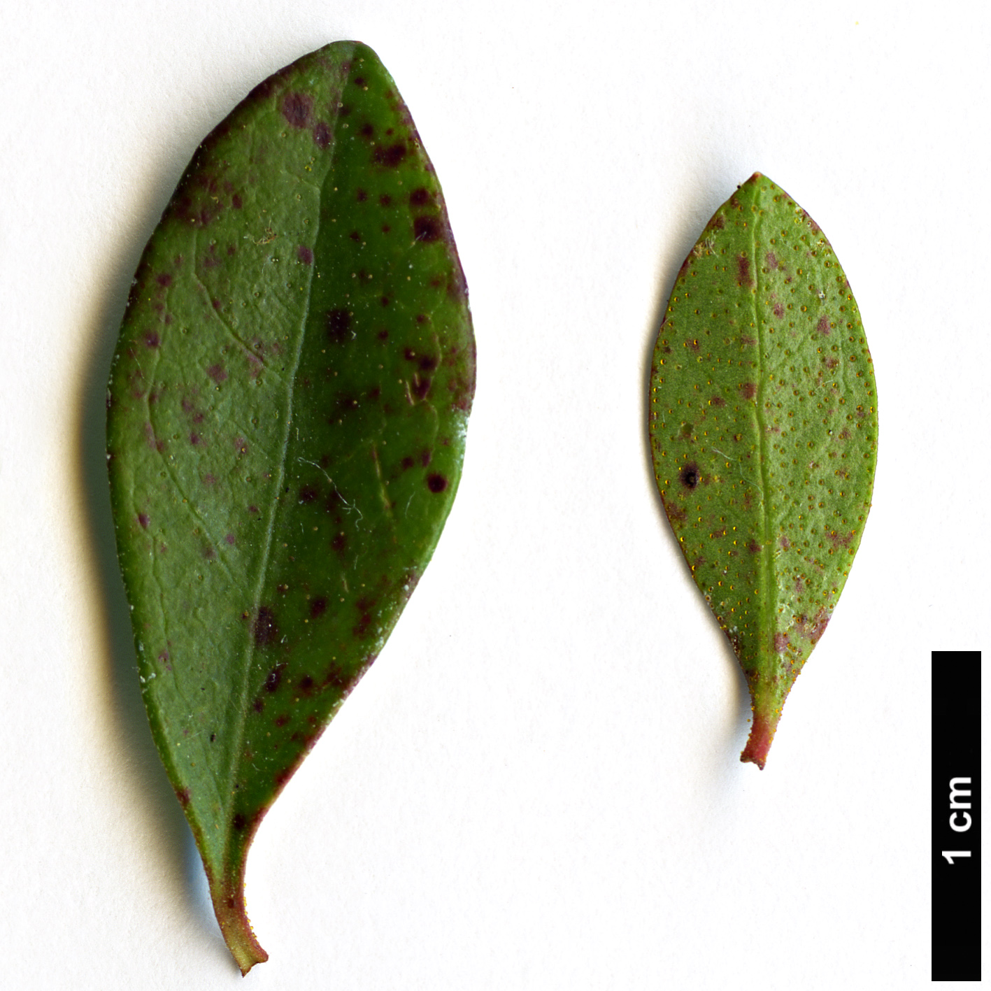 High resolution image: Family: Ericaceae - Genus: Kalmiopsis - Taxon: fragrans