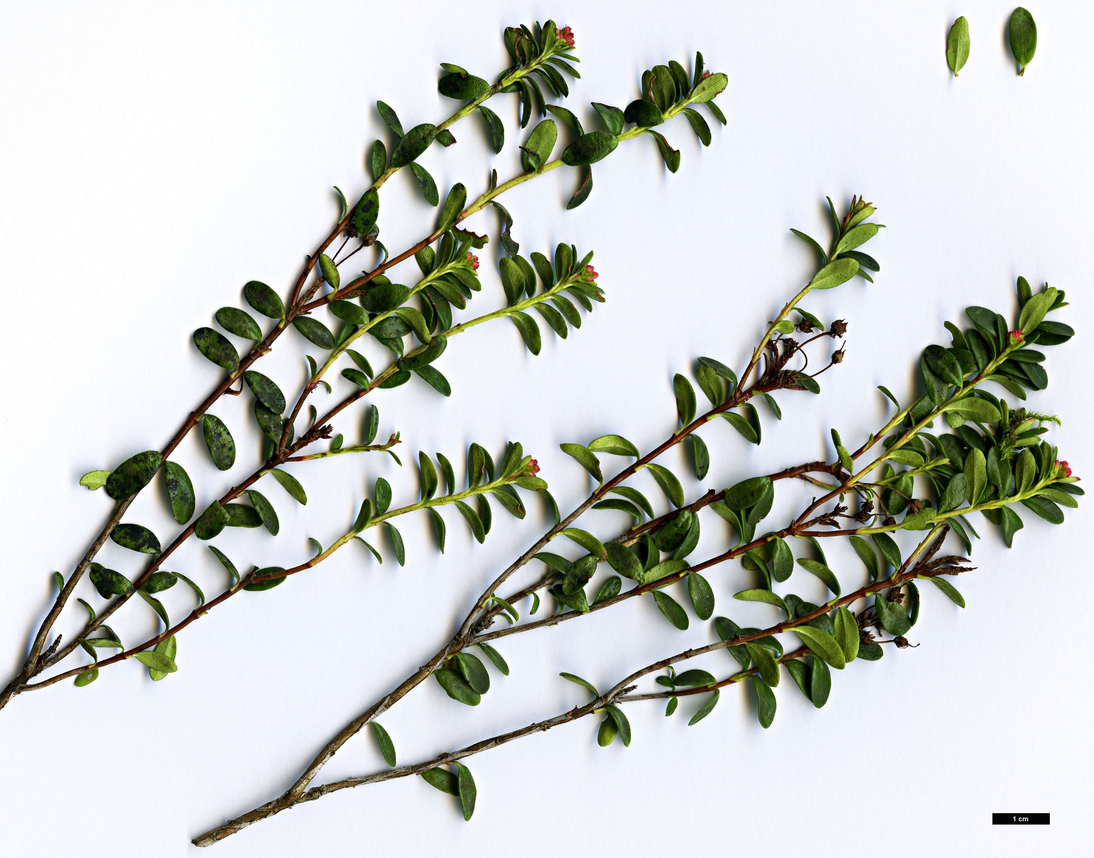 High resolution image: Family: Ericaceae - Genus: Leiophyllum - Taxon: buxifolium