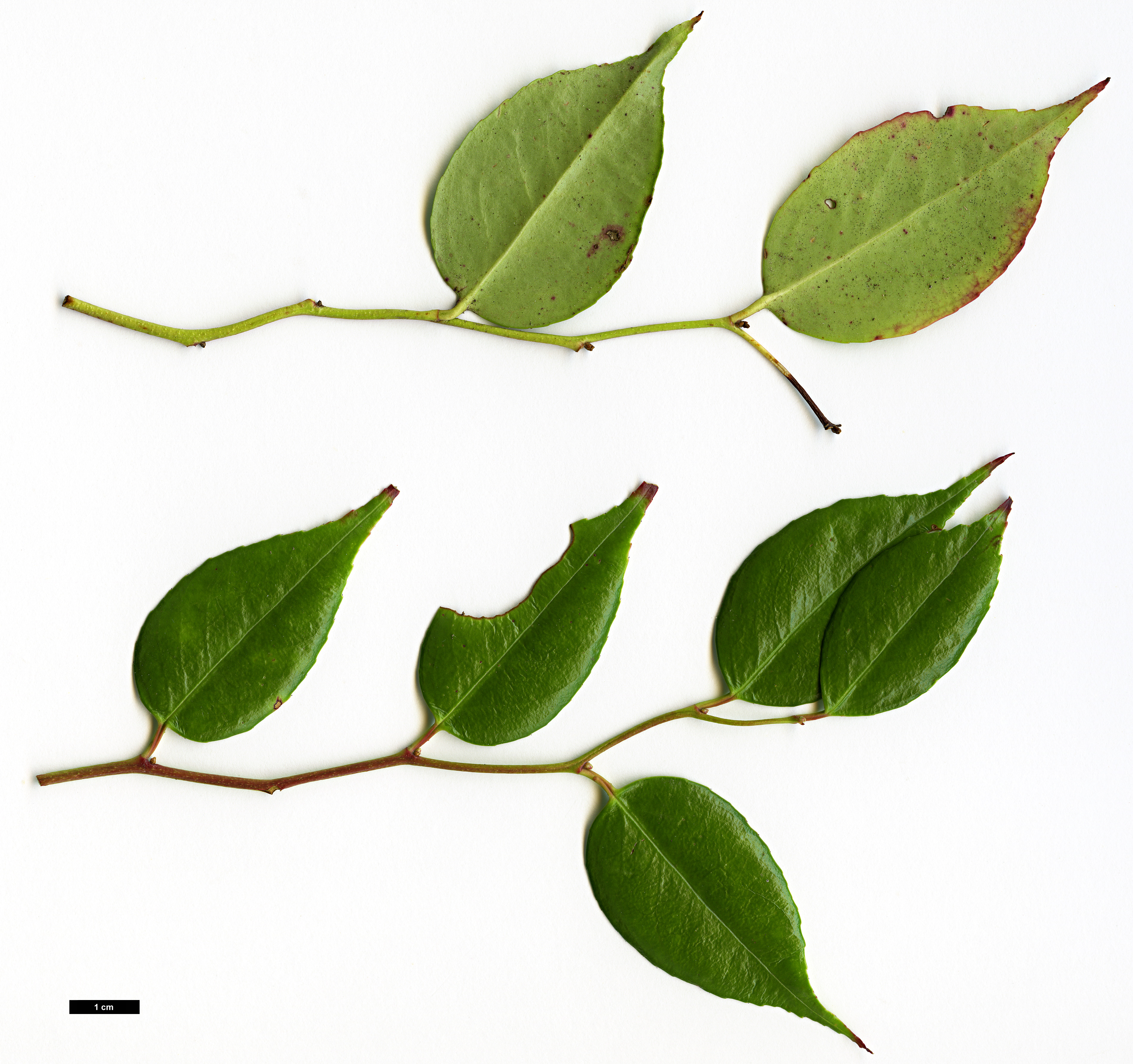 High resolution image: Family: Ericaceae - Genus: Leucothoë - Taxon: keiskei