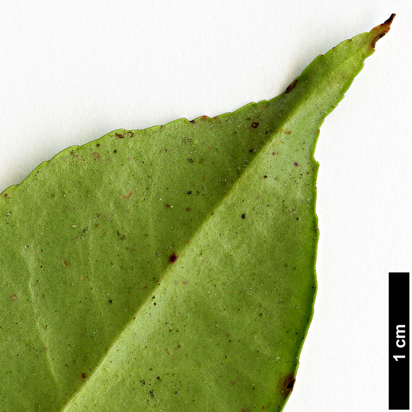 High resolution image: Family: Ericaceae - Genus: Leucothoë - Taxon: keiskei