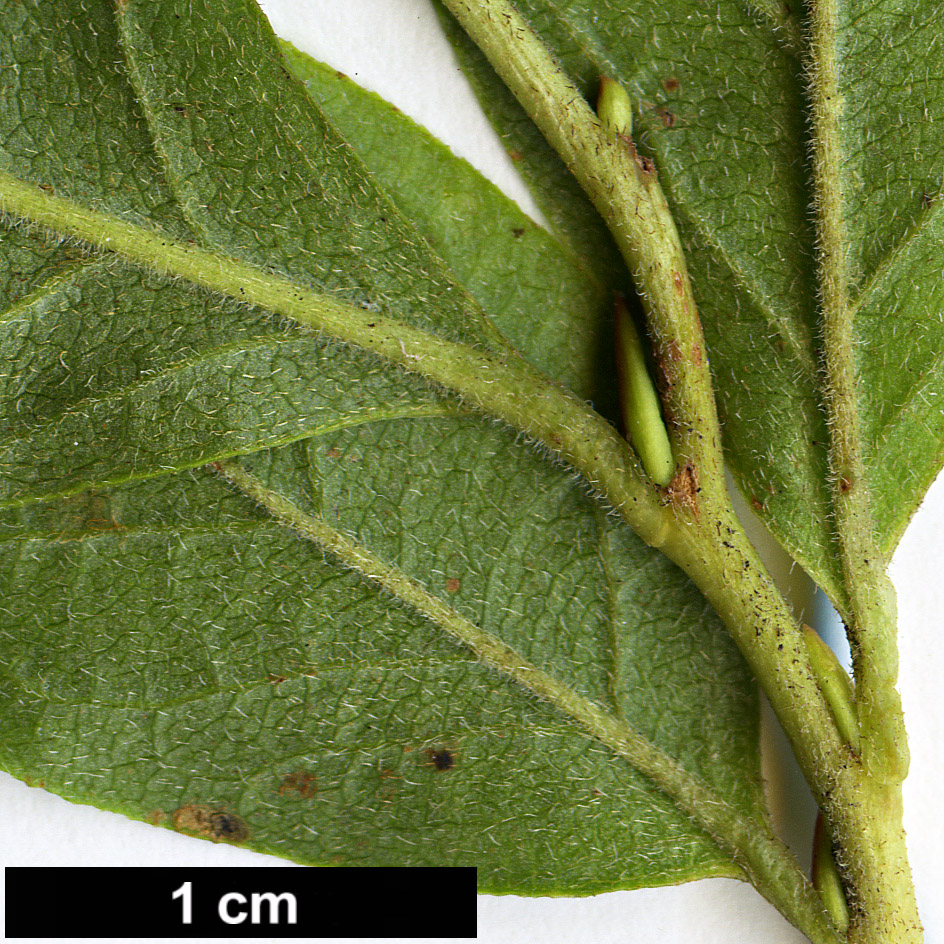 High resolution image: Family: Ericaceae - Genus: Lyonia - Taxon: ligustrina