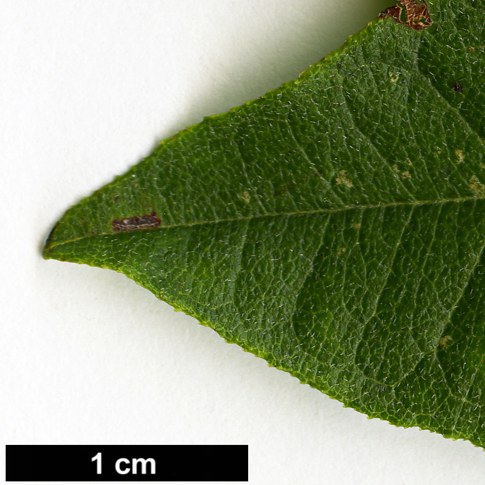 High resolution image: Family: Ericaceae - Genus: Lyonia - Taxon: ligustrina