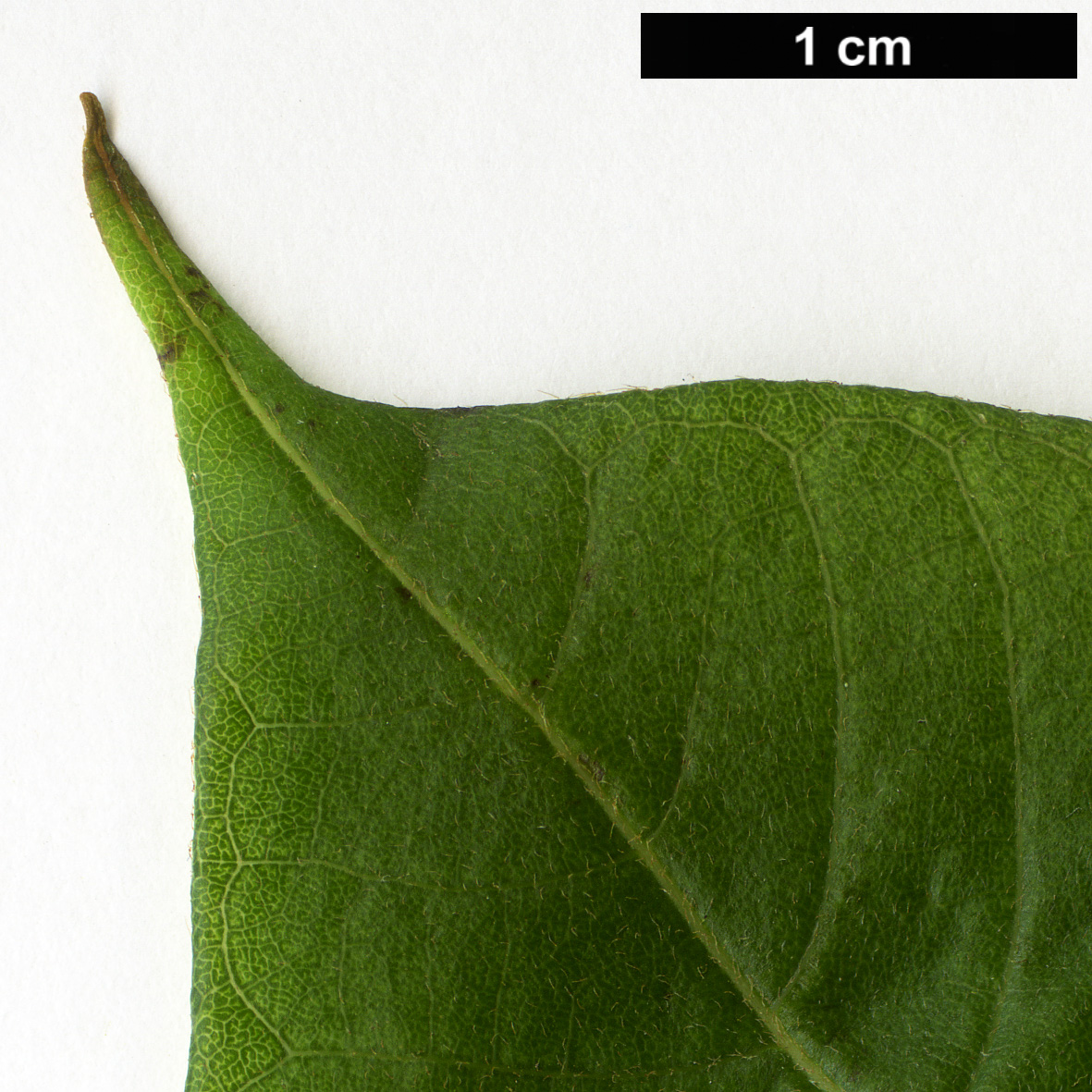 High resolution image: Family: Ericaceae - Genus: Lyonia - Taxon: ovalifolia