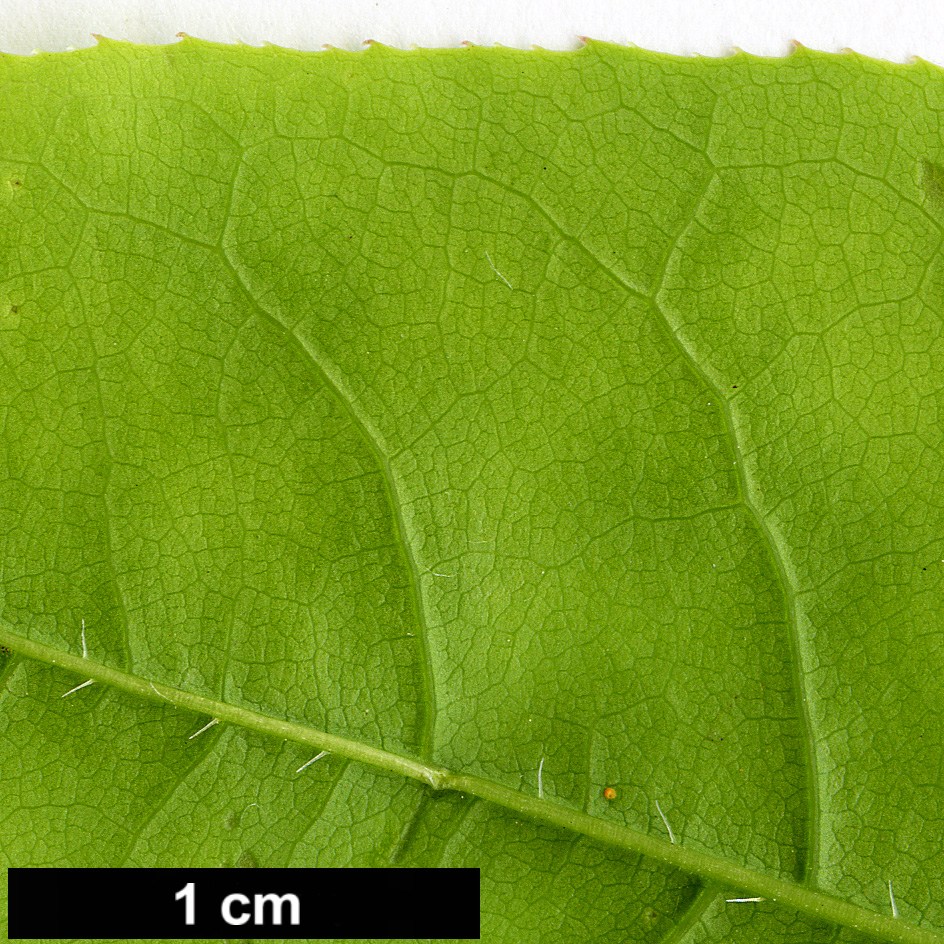 High resolution image: Family: Ericaceae - Genus: Oxydendrum - Taxon: arboreum