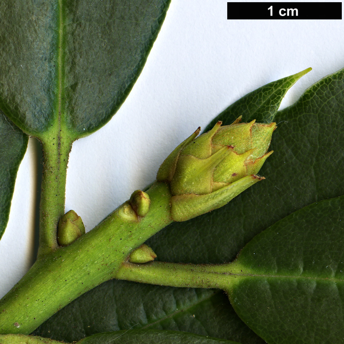 High resolution image: Family: Ericaceae - Genus: Rhododendron - Taxon: aberconwayi