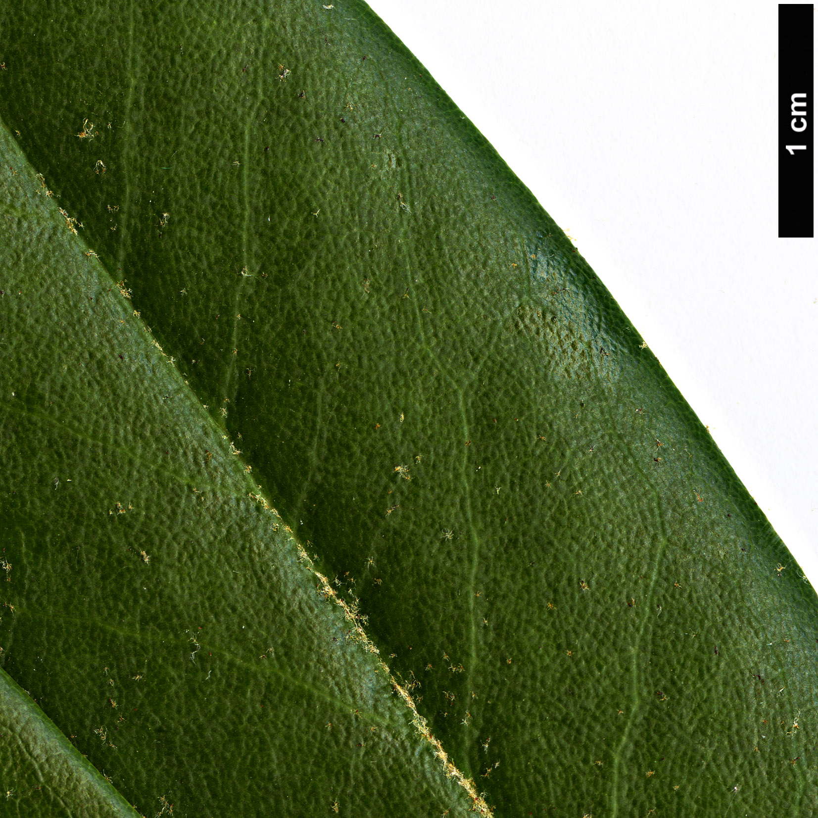 High resolution image: Family: Ericaceae - Genus: Rhododendron - Taxon: adenopodum