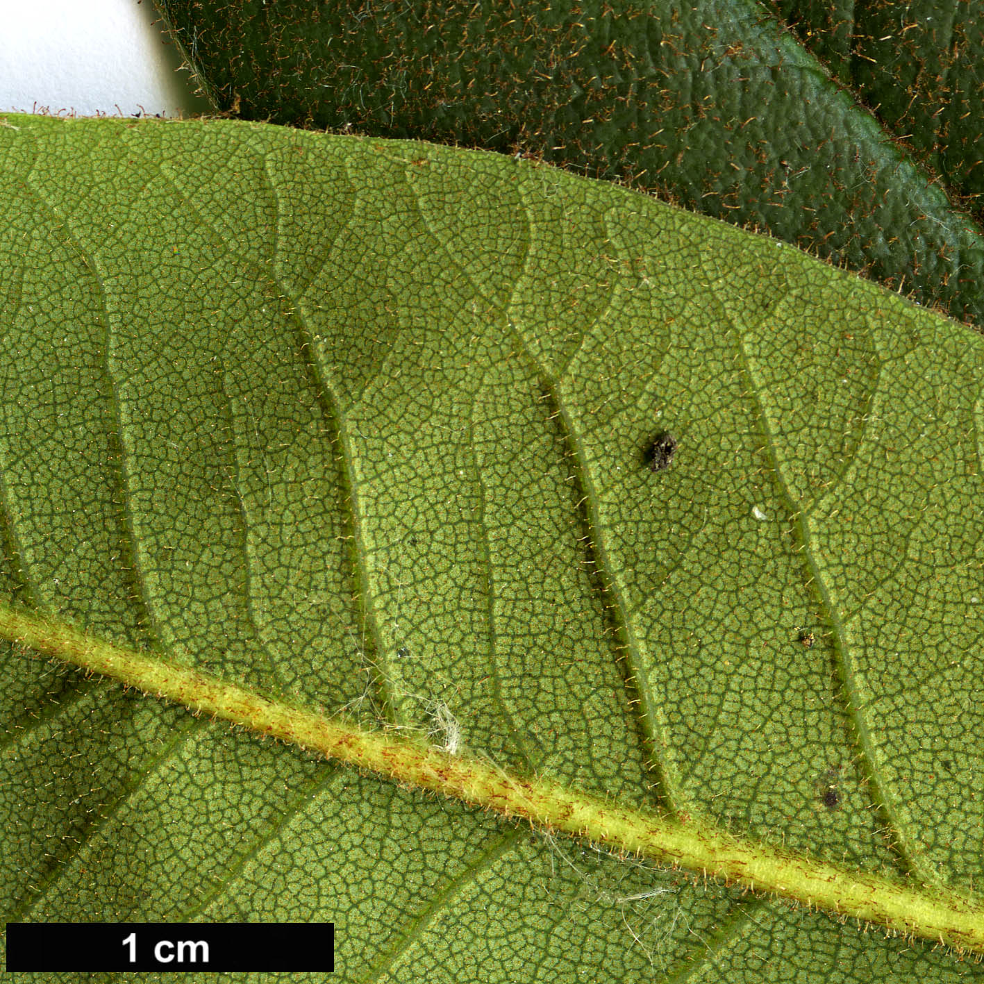 High resolution image: Family: Ericaceae - Genus: Rhododendron - Taxon: adenosum