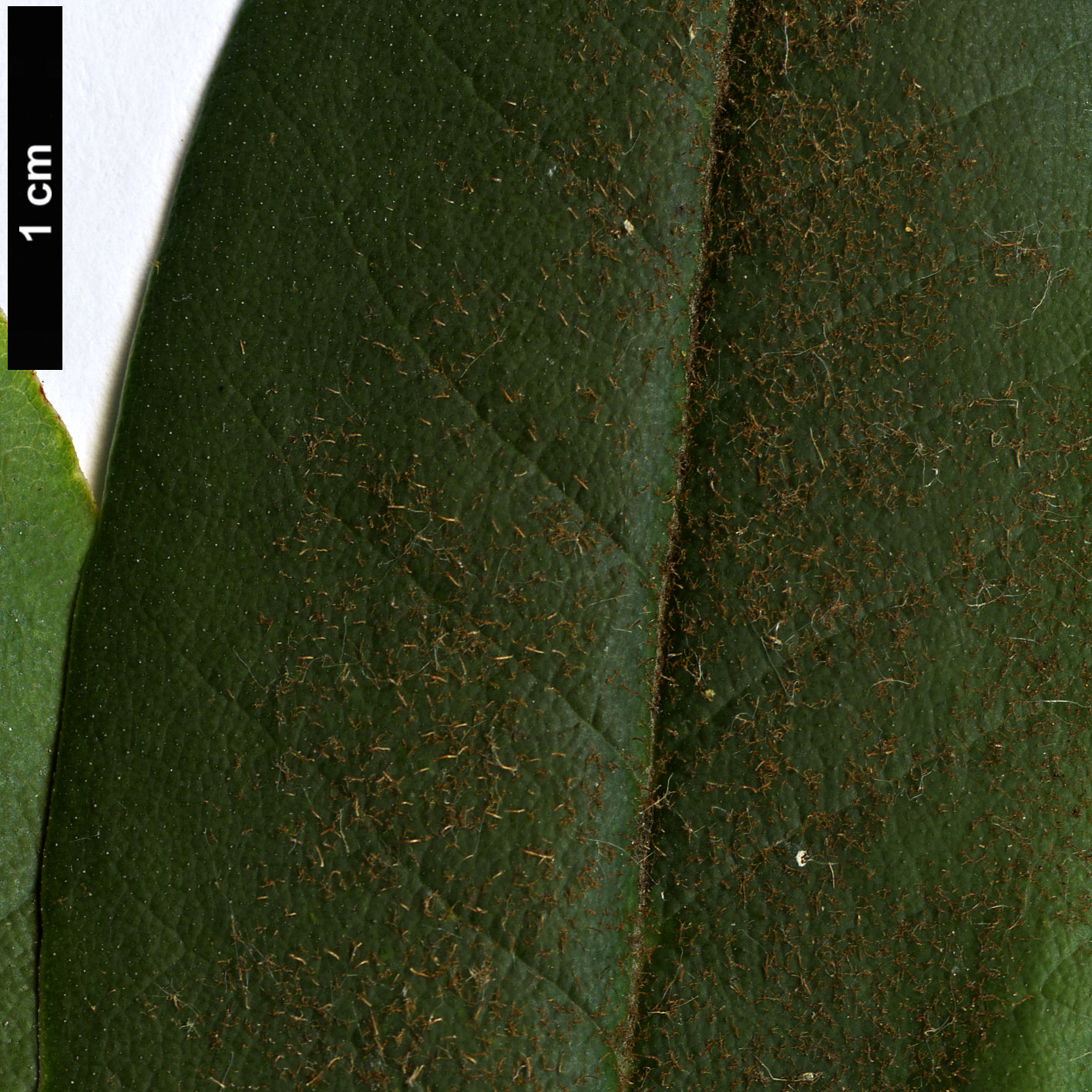 High resolution image: Family: Ericaceae - Genus: Rhododendron - Taxon: adenosum
