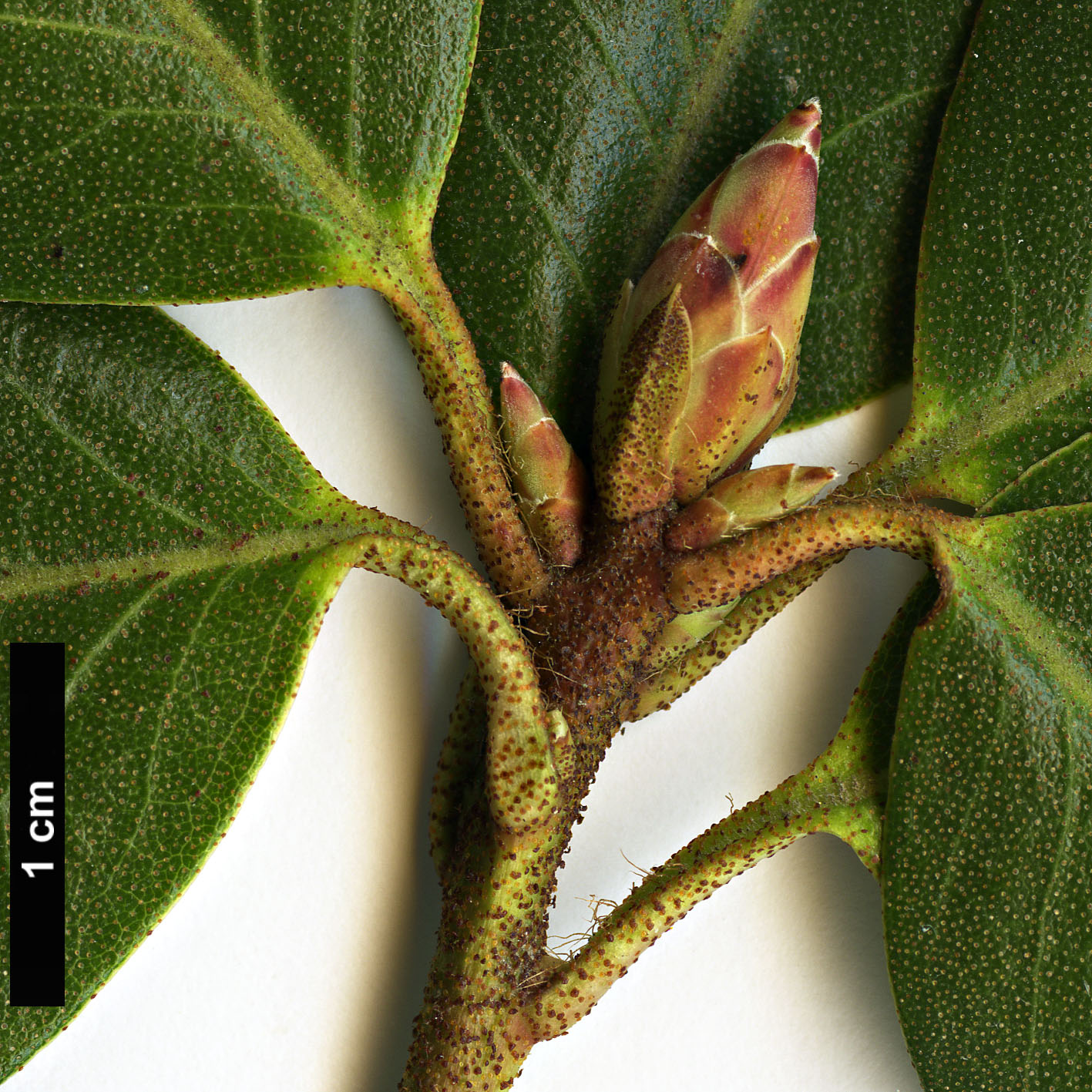 High resolution image: Family: Ericaceae - Genus: Rhododendron - Taxon: amesiae