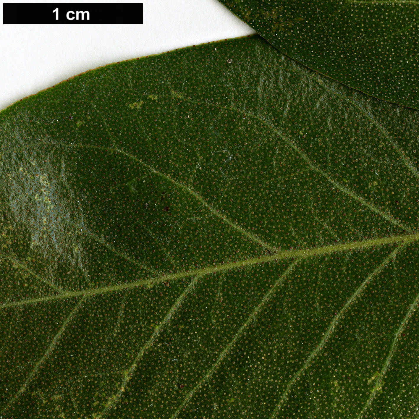 High resolution image: Family: Ericaceae - Genus: Rhododendron - Taxon: amesiae