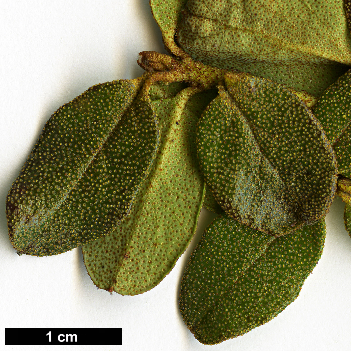 High resolution image: Family: Ericaceae - Genus: Rhododendron - Taxon: amundsenianum