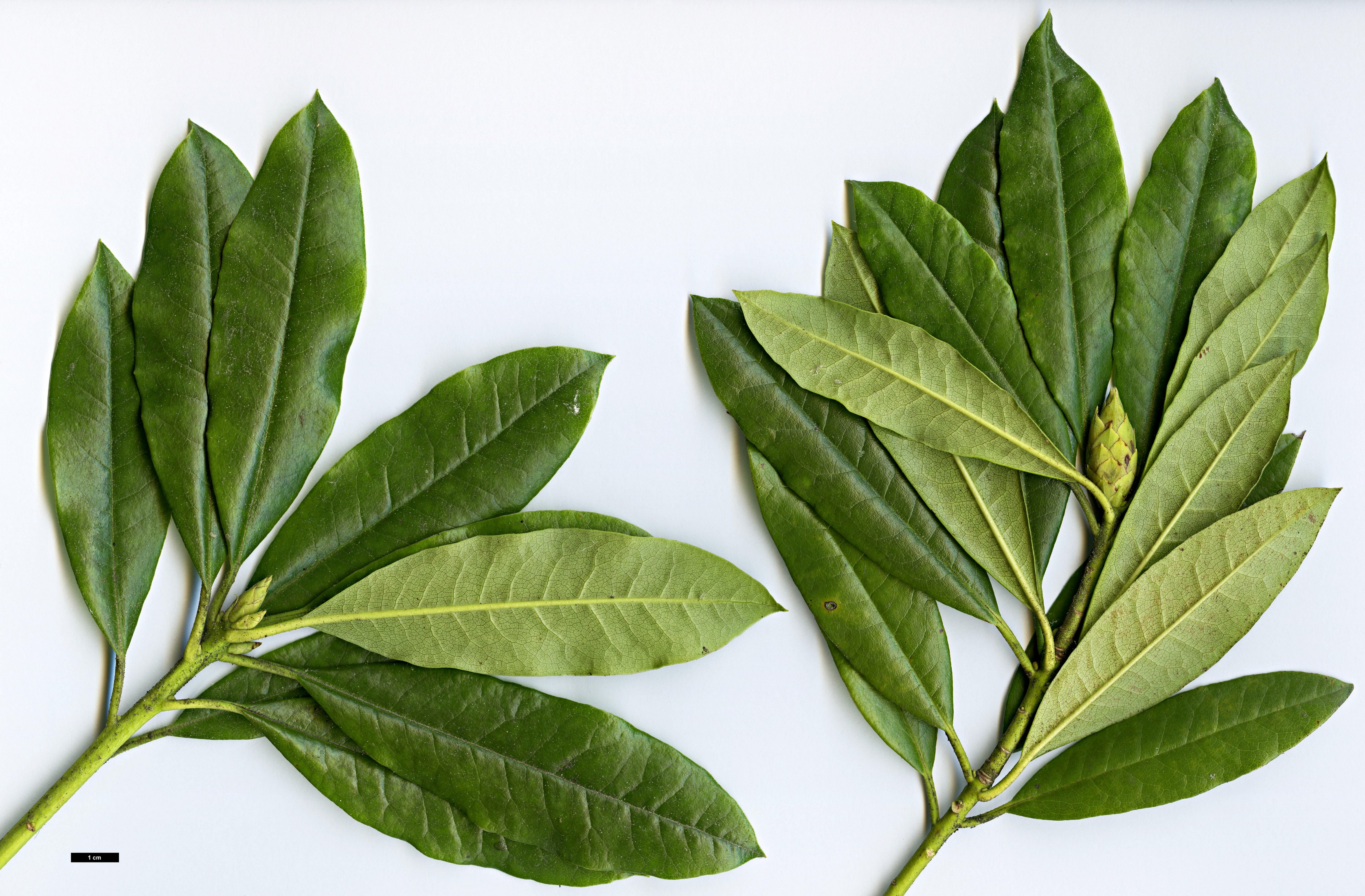 High resolution image: Family: Ericaceae - Genus: Rhododendron - Taxon: annae