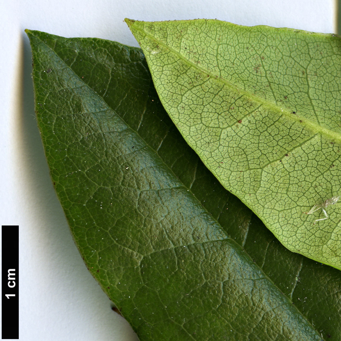 High resolution image: Family: Ericaceae - Genus: Rhododendron - Taxon: annae