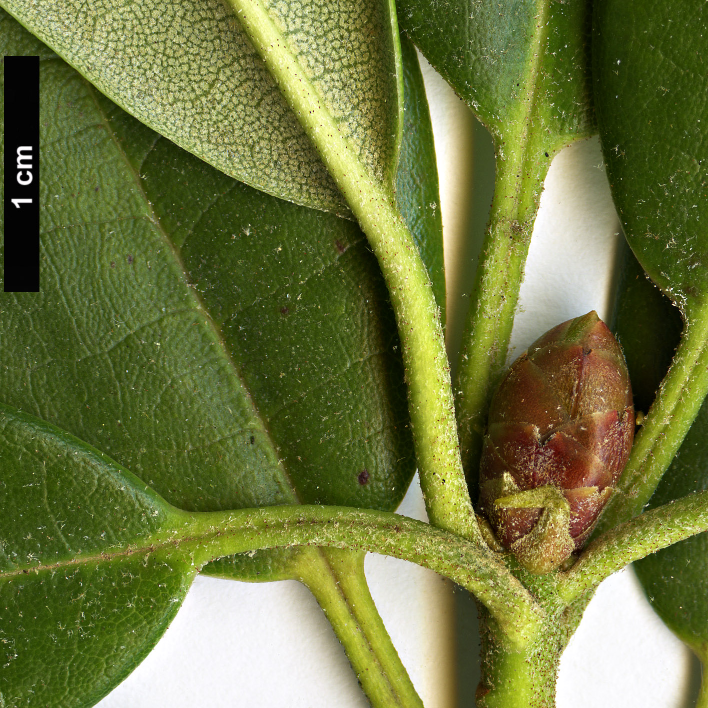 High resolution image: Family: Ericaceae - Genus: Rhododendron - Taxon: anwheiense
