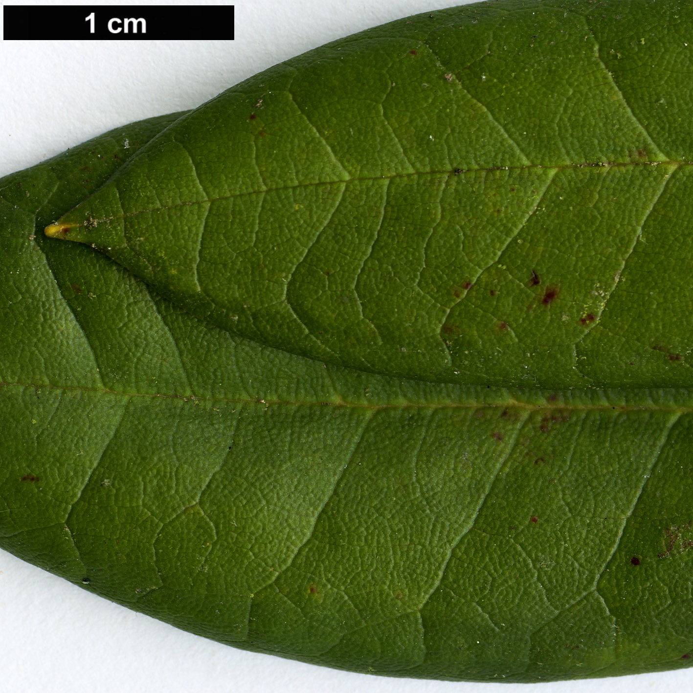 High resolution image: Family: Ericaceae - Genus: Rhododendron - Taxon: anwheiense